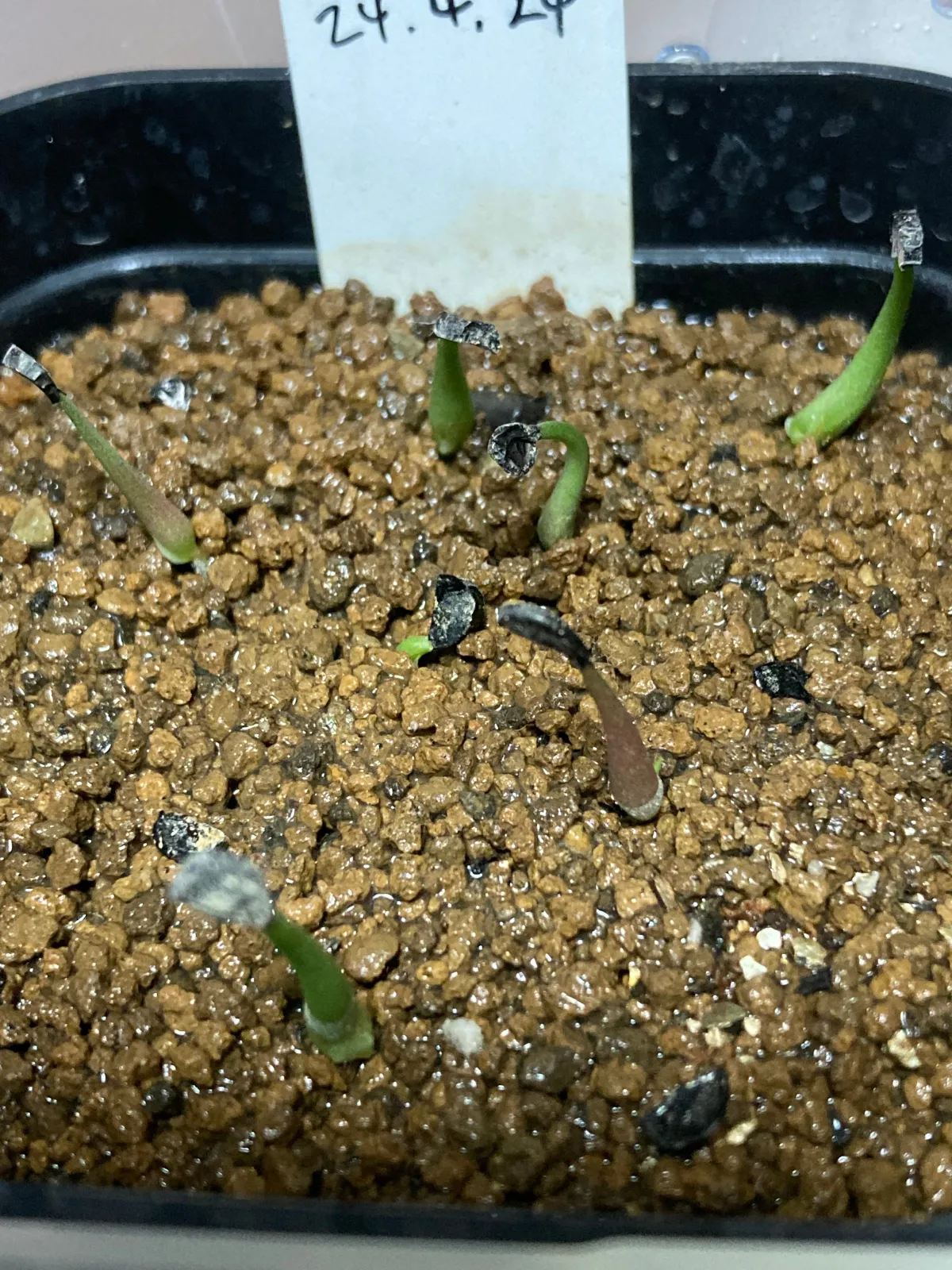 Agave striata subsp. striata Blue Dwarf (アガベ ストリアータ ブルードワーフ)