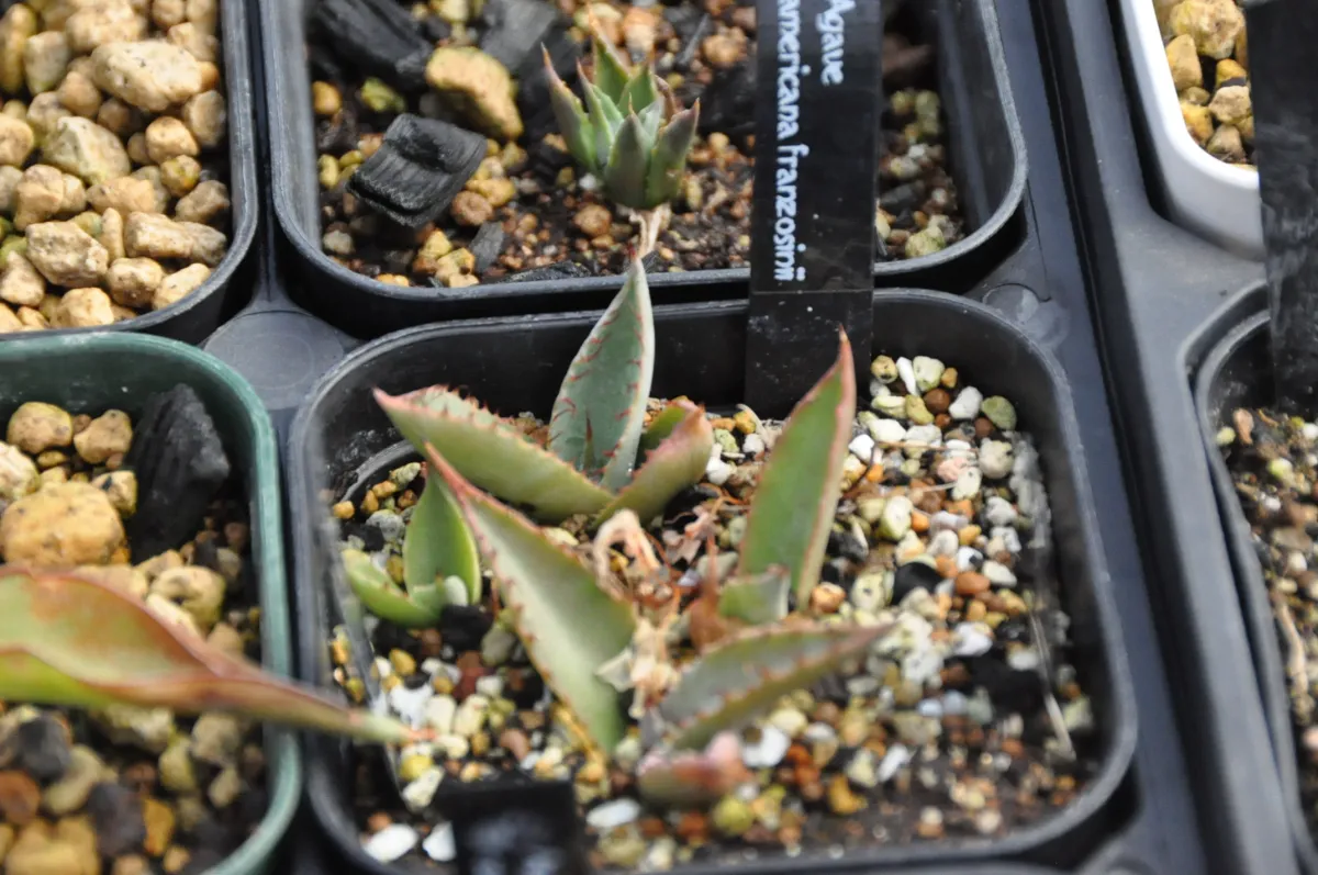 Agave americana var. franzosinii (アガベ フランゾシニー)