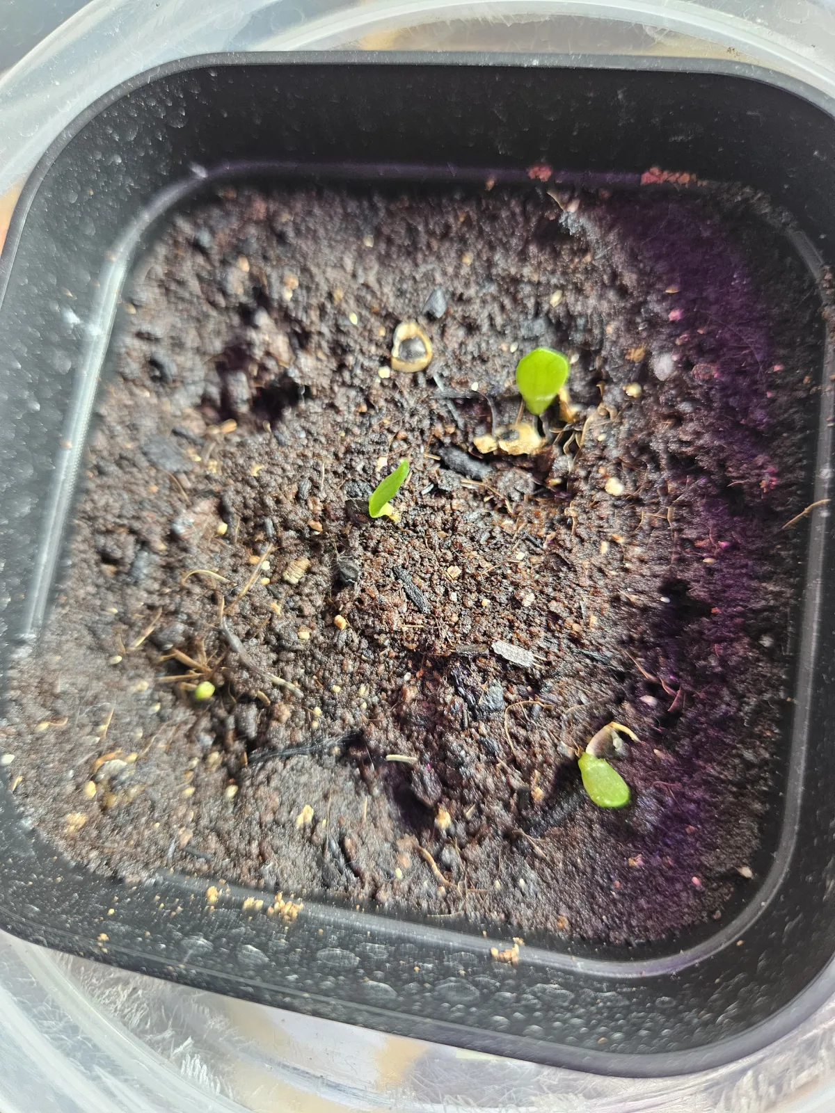 Aloe spectabilis Royal Aloe (アロエ スペクタビリス)