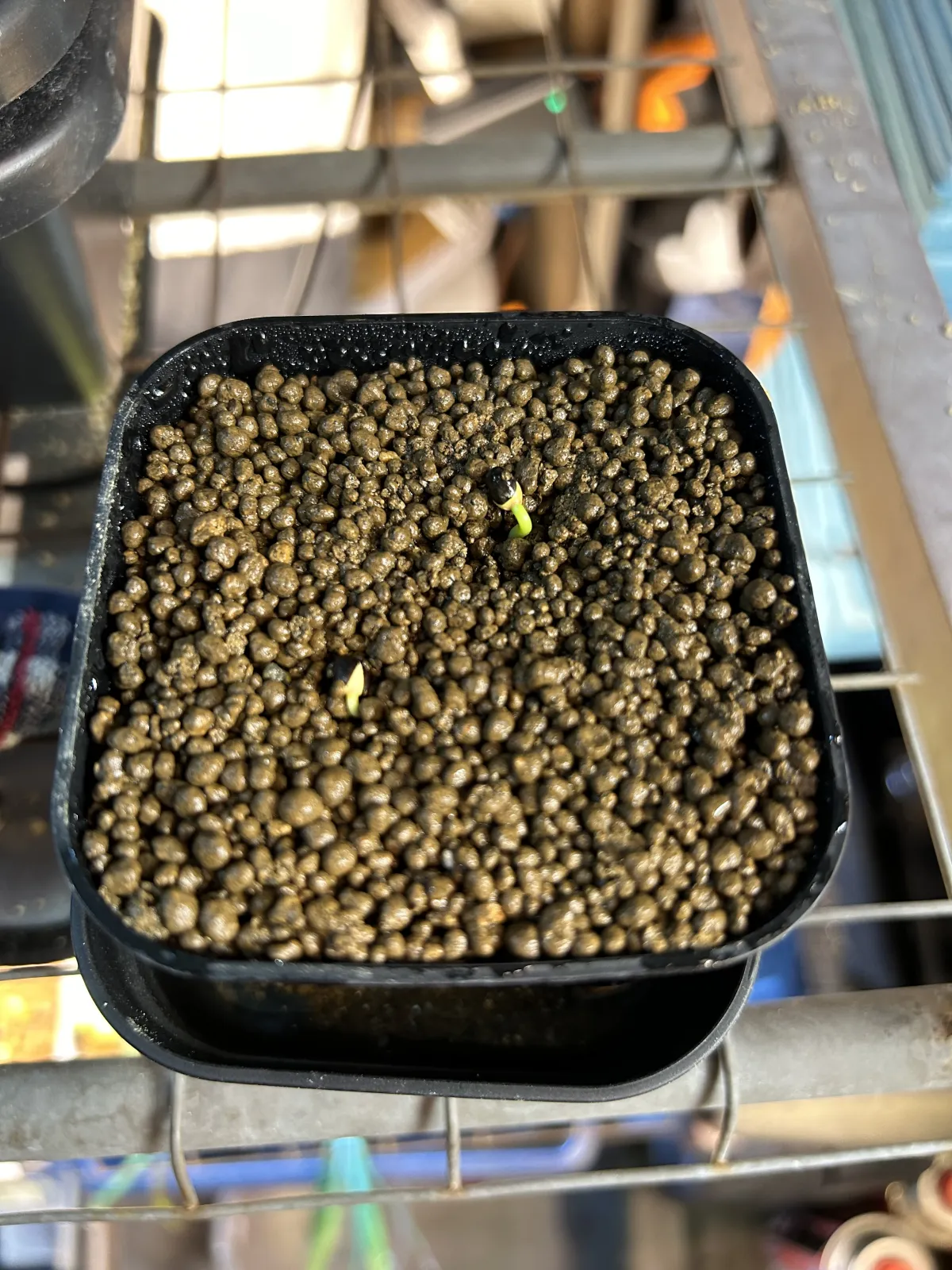 Euphorbia obesa subsp. obesa (ユーフォルビア オベサ)