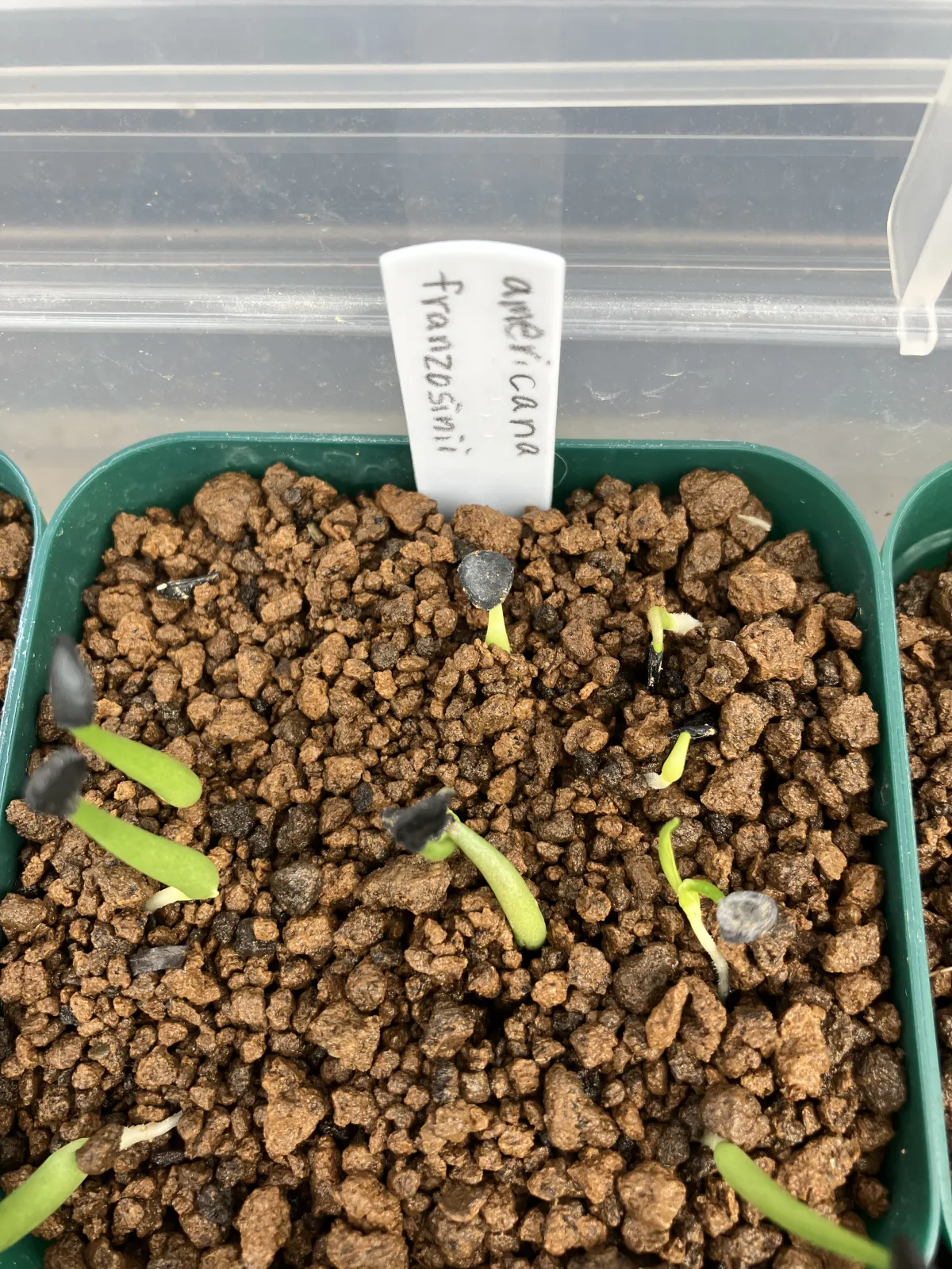 Agave americana ssp. americana (アガベ アメリカーナ)