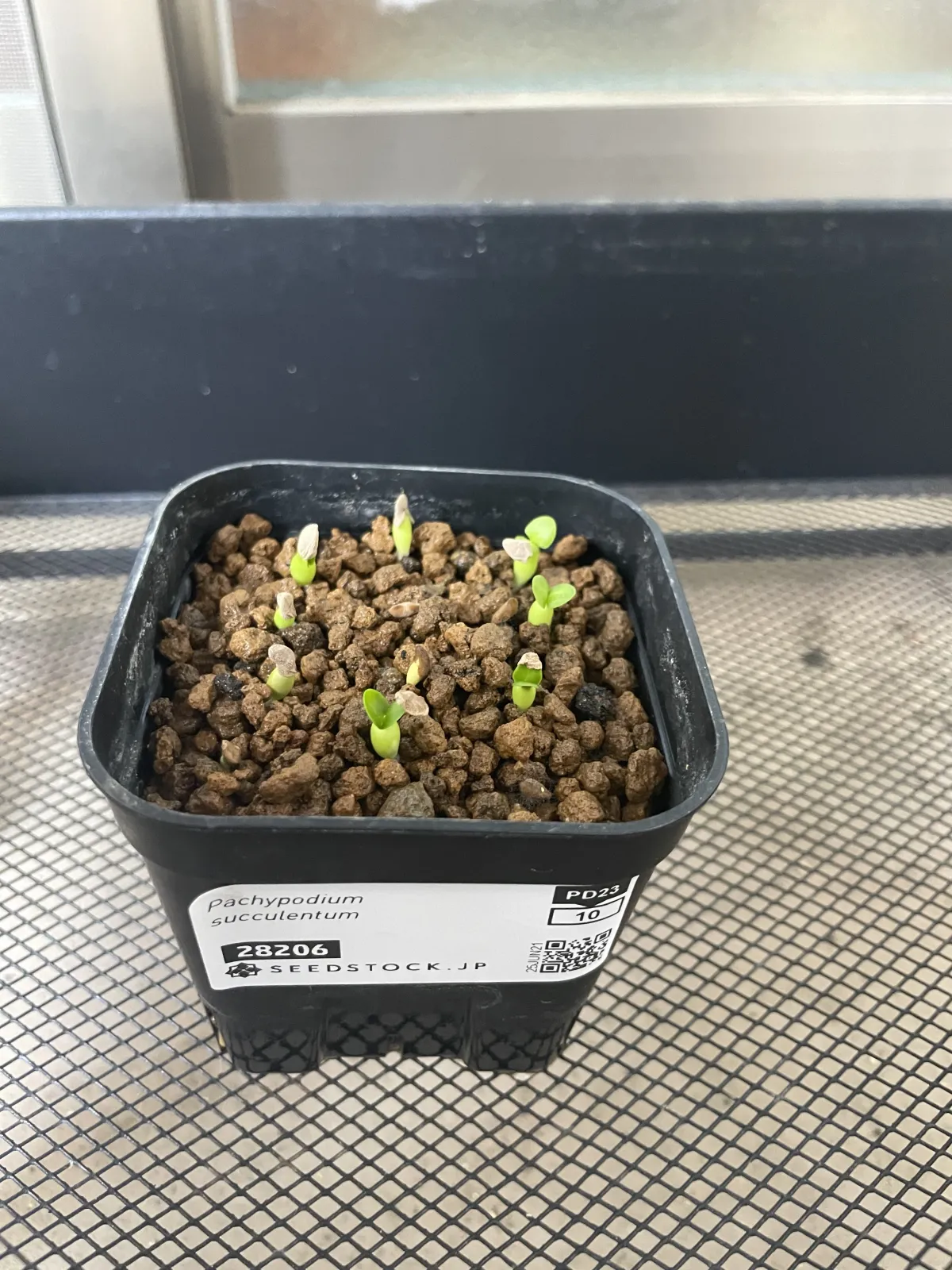 Pachypodium succulentum (パキポディウム サキュレンタム 天馬空)