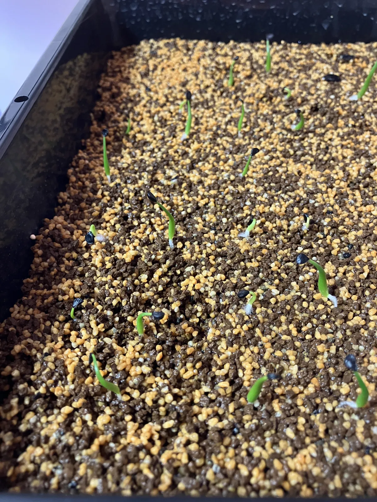 Agave utahensis var. nevadensis (アガベ ユタエンシス ネヴァデンシス)