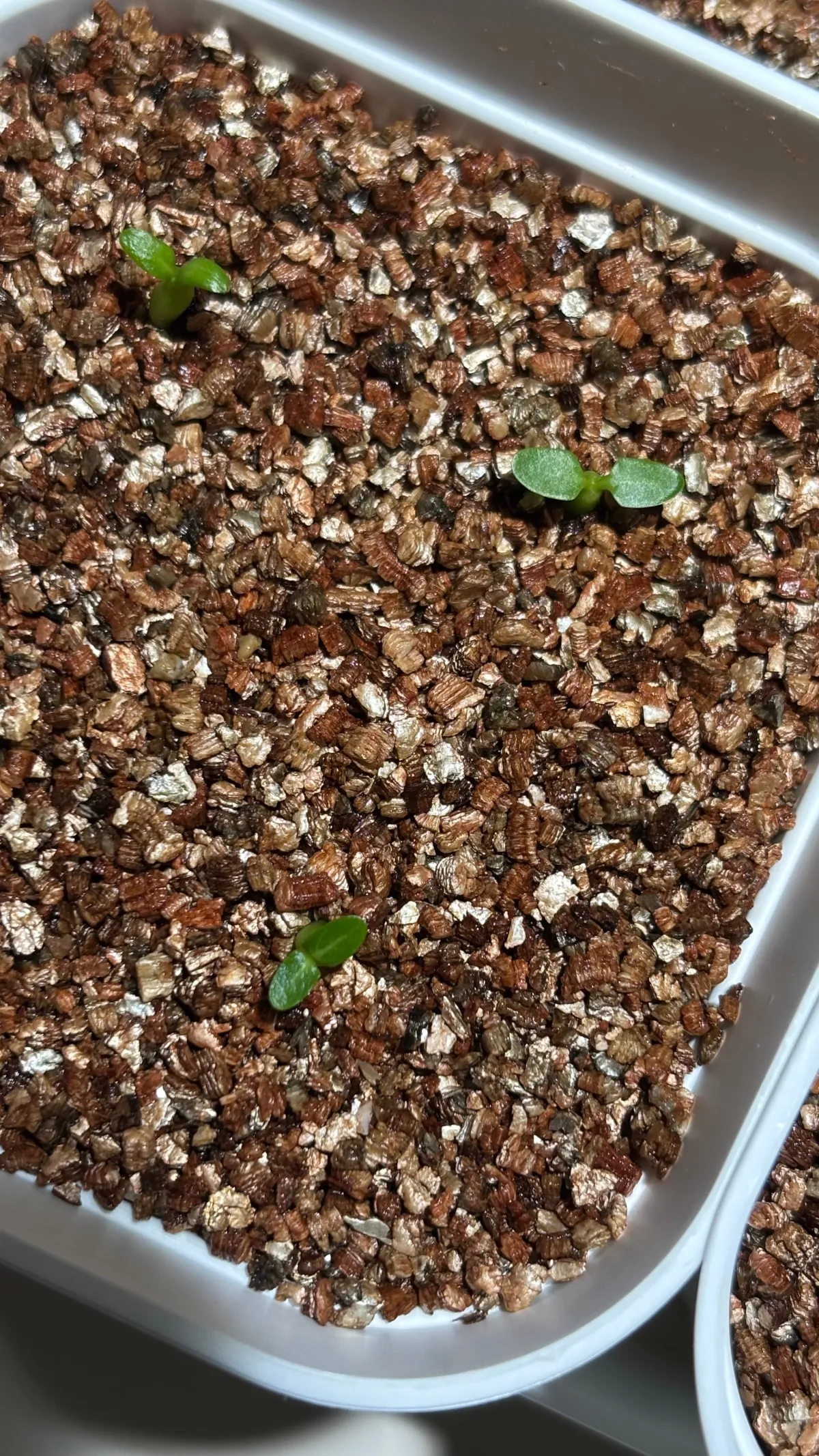 Pachypodium densiflorum var. brevicalyx (パキポディウム ブレビカリックス)