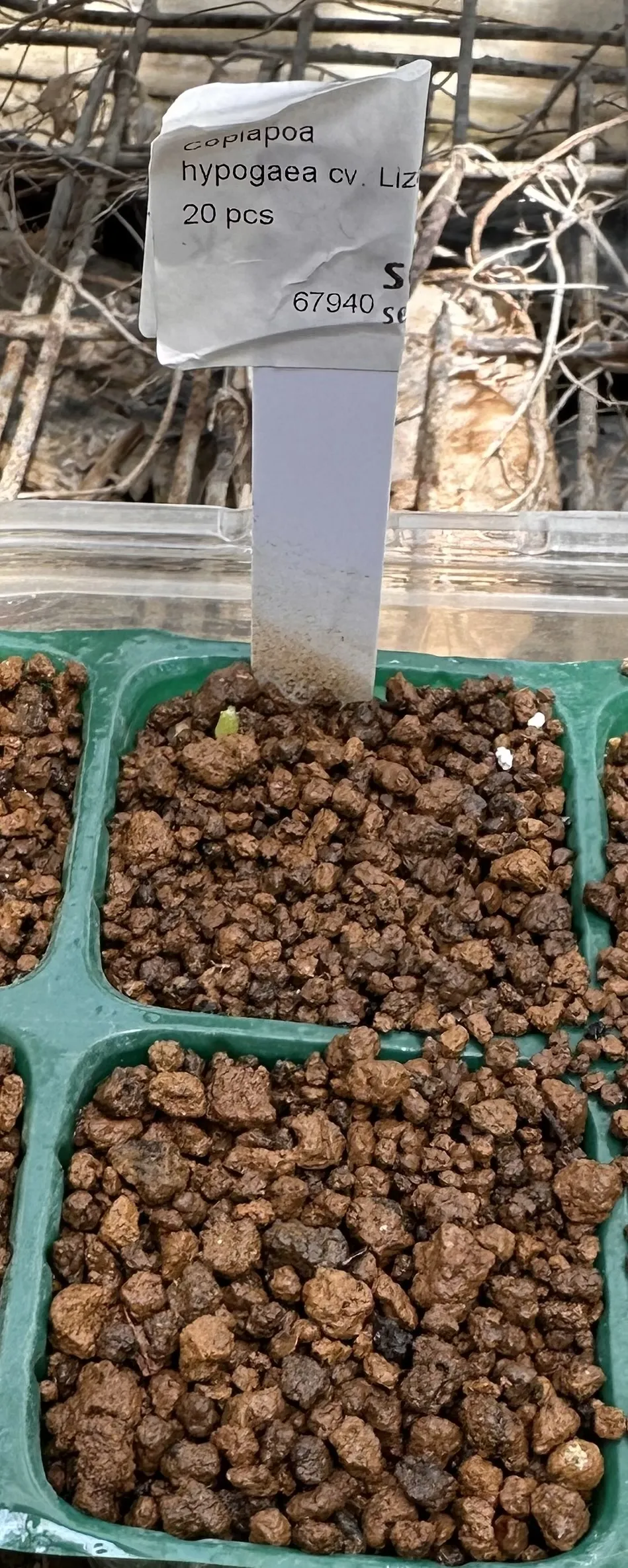 Copiapoa hypogaea Lizard Skin (コピアポア リザードスキン)