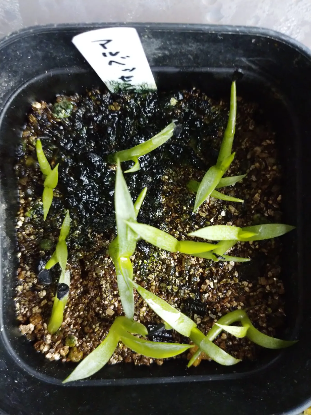 Agave albescens (アガベ アルベセンス)