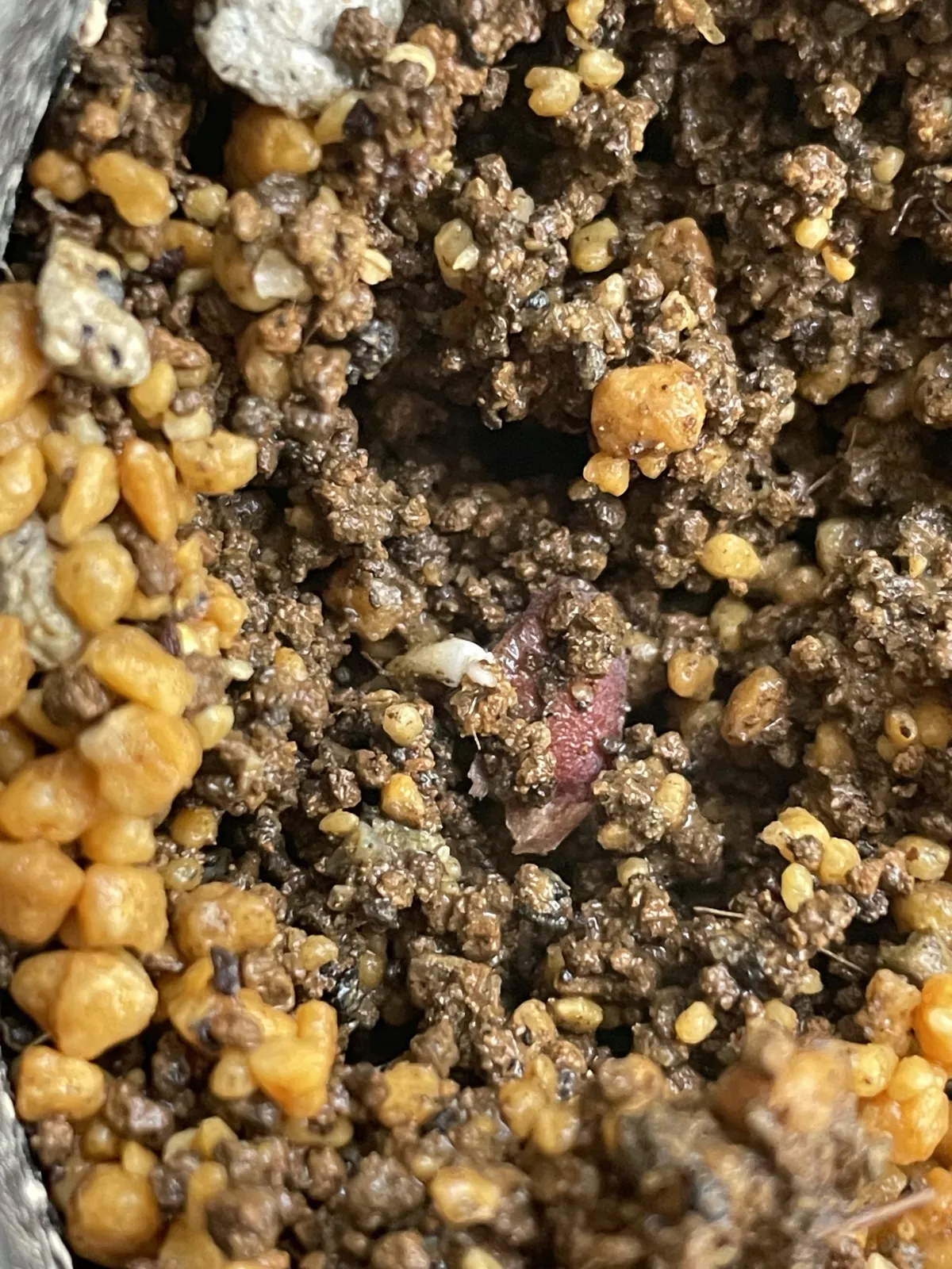 Dioscorea elephantipes (ディオスコレア エレファンティペス2023F)