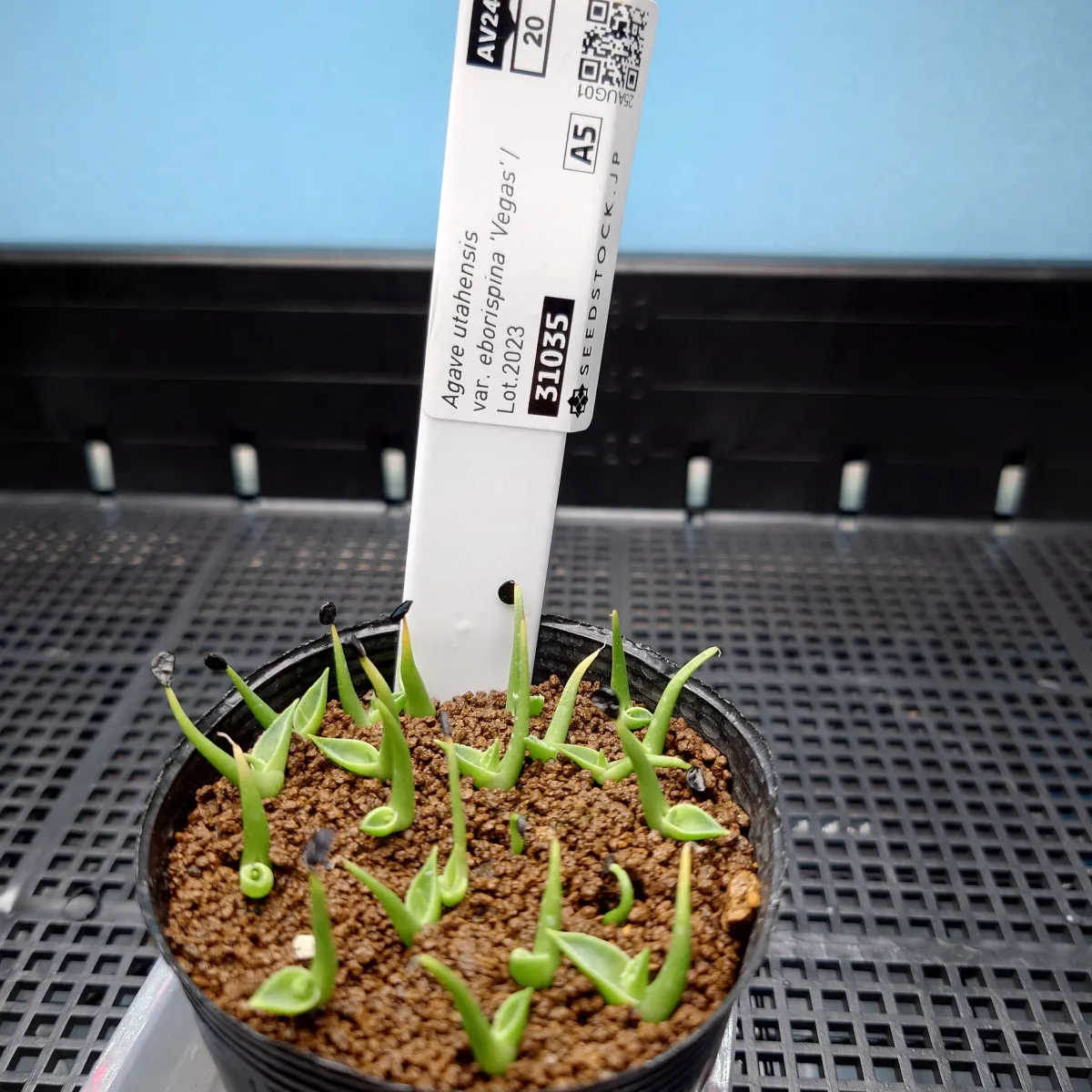  アガベ エボリスピナ ヴェガス 2023 Agave utahensis var. eborispina 'Vegas' Lot.2023