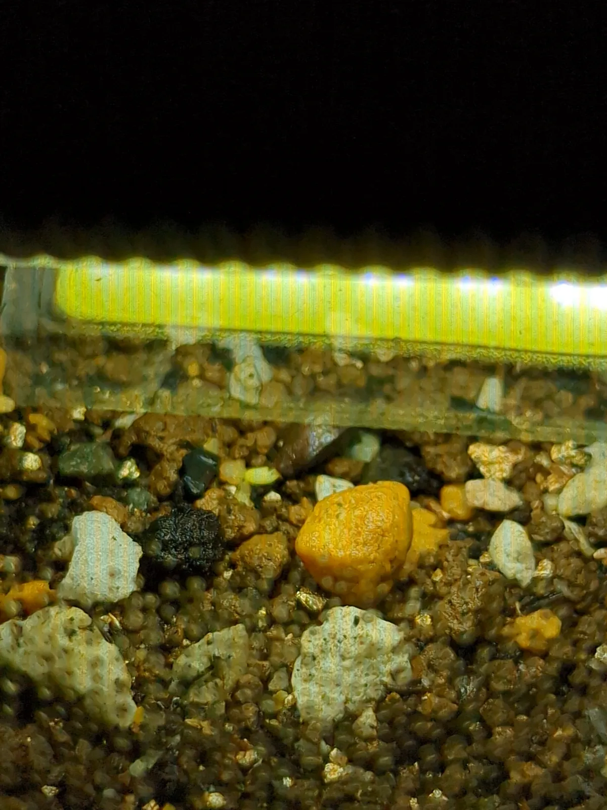 Senna meridionalis (センナ メリディオナリス)