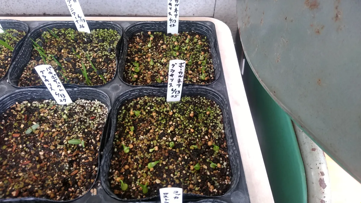 Beaucarnea gracilis (ボーカルネア グラキリス)