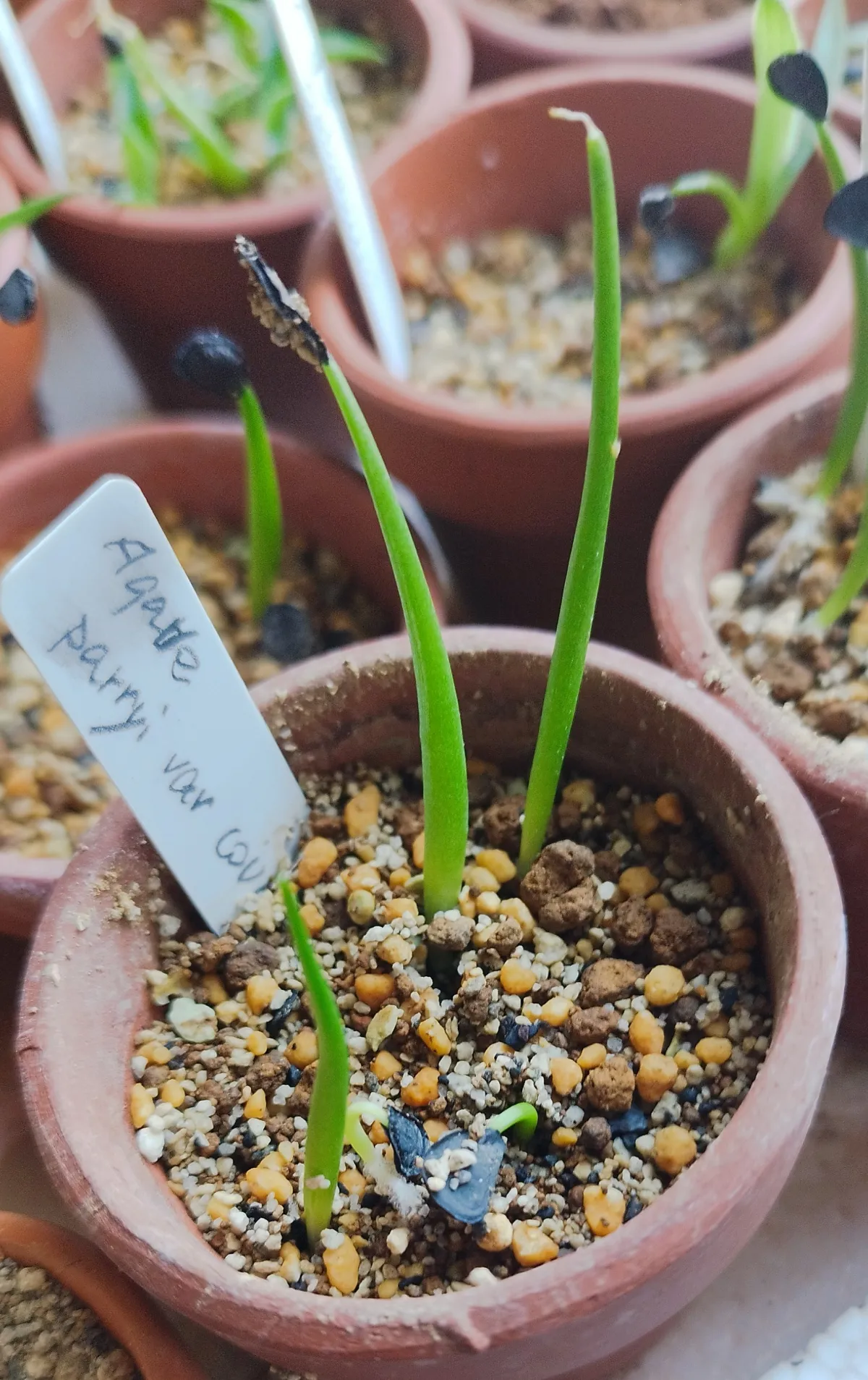 Agave parryi var. couesii (アガベ コウエシー)