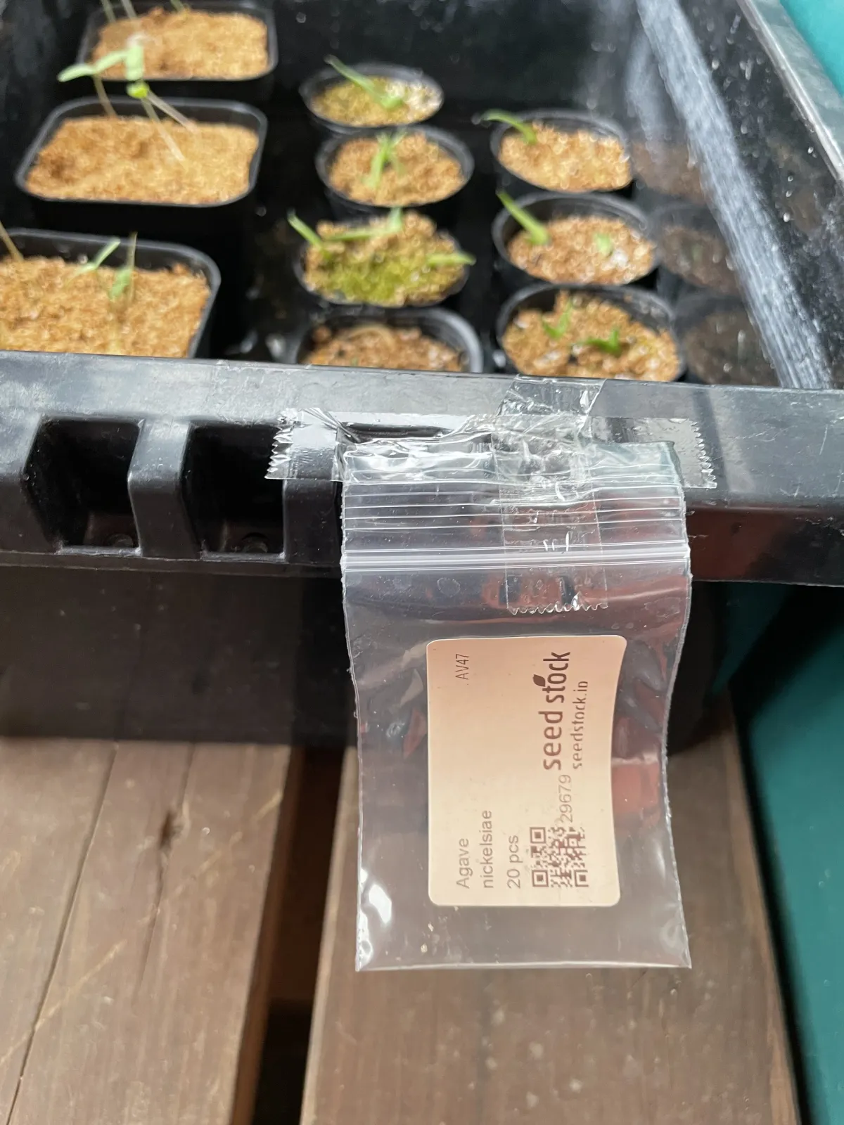 Agave nickelsiae (アガベ ニッケルシー)