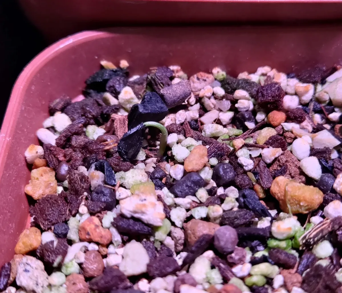 Agave hiemiflora (アガベ ヒエミフローラ)