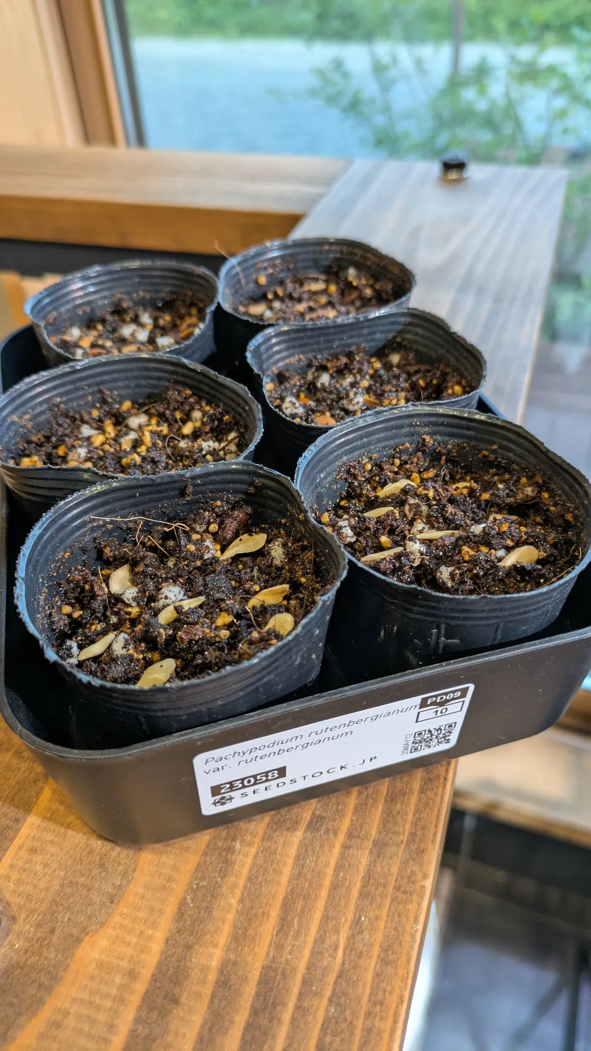 Pachypodium rutenbergianum var. rutenbergianum (パキポディウム ルテンベルギアナム)