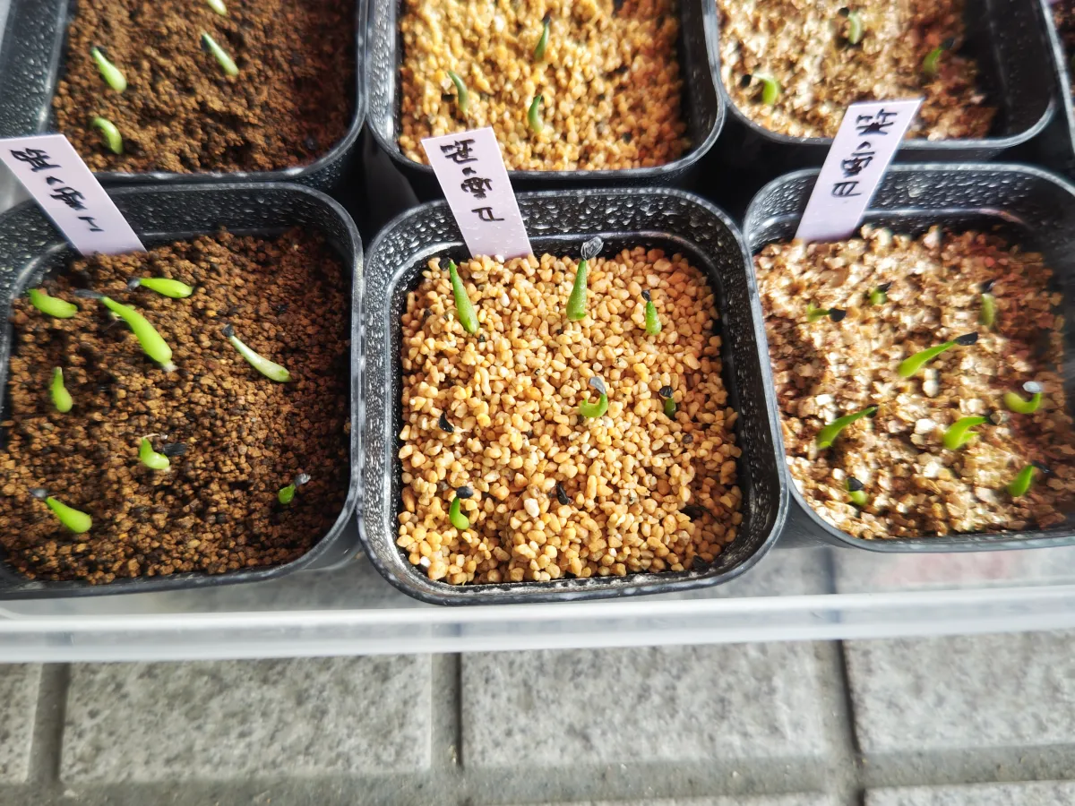 Agave victoriae-reginae (アガベ ビクトリアレジーナエ 笹の雪)