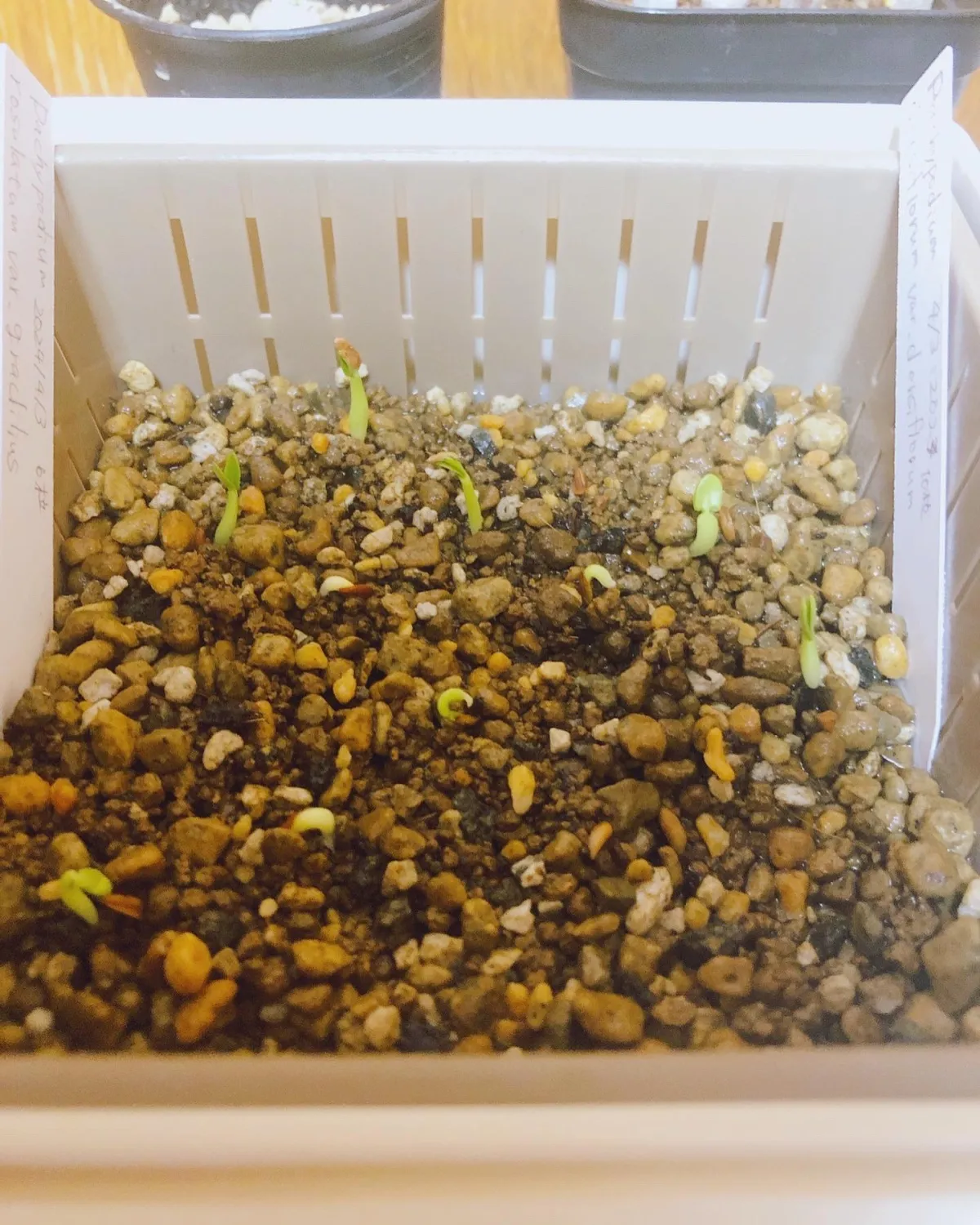 Pachypodium rosulatum var. gracilius (パキポディウム グラキリス)