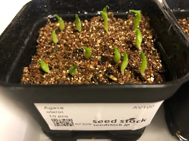 Agave oteroi (アガベ オテロイ)