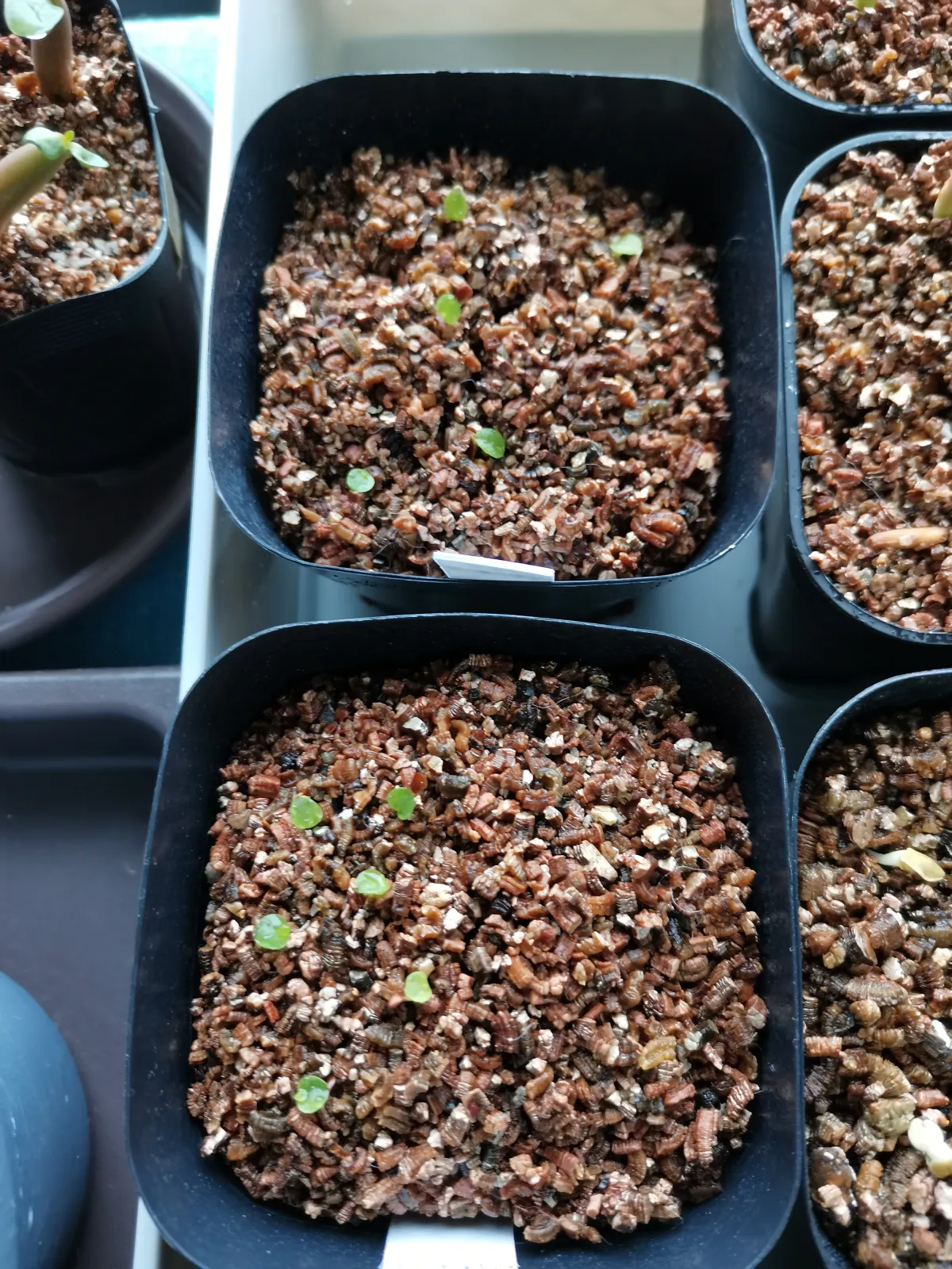 Hechtia oaxacana (ヘクチア オアハカーナ)