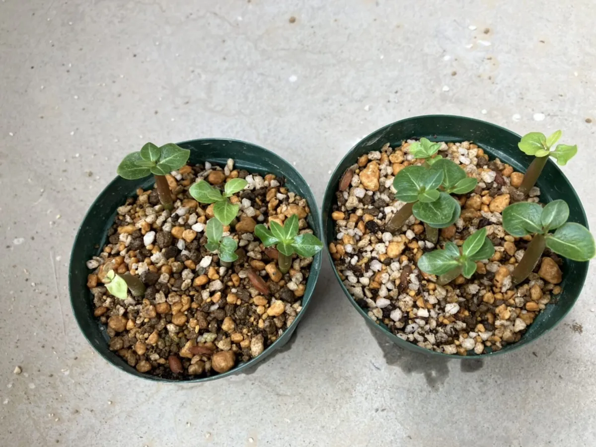 Adenium arabicum Rashiny (アデニウム アラビカム ラシニー)