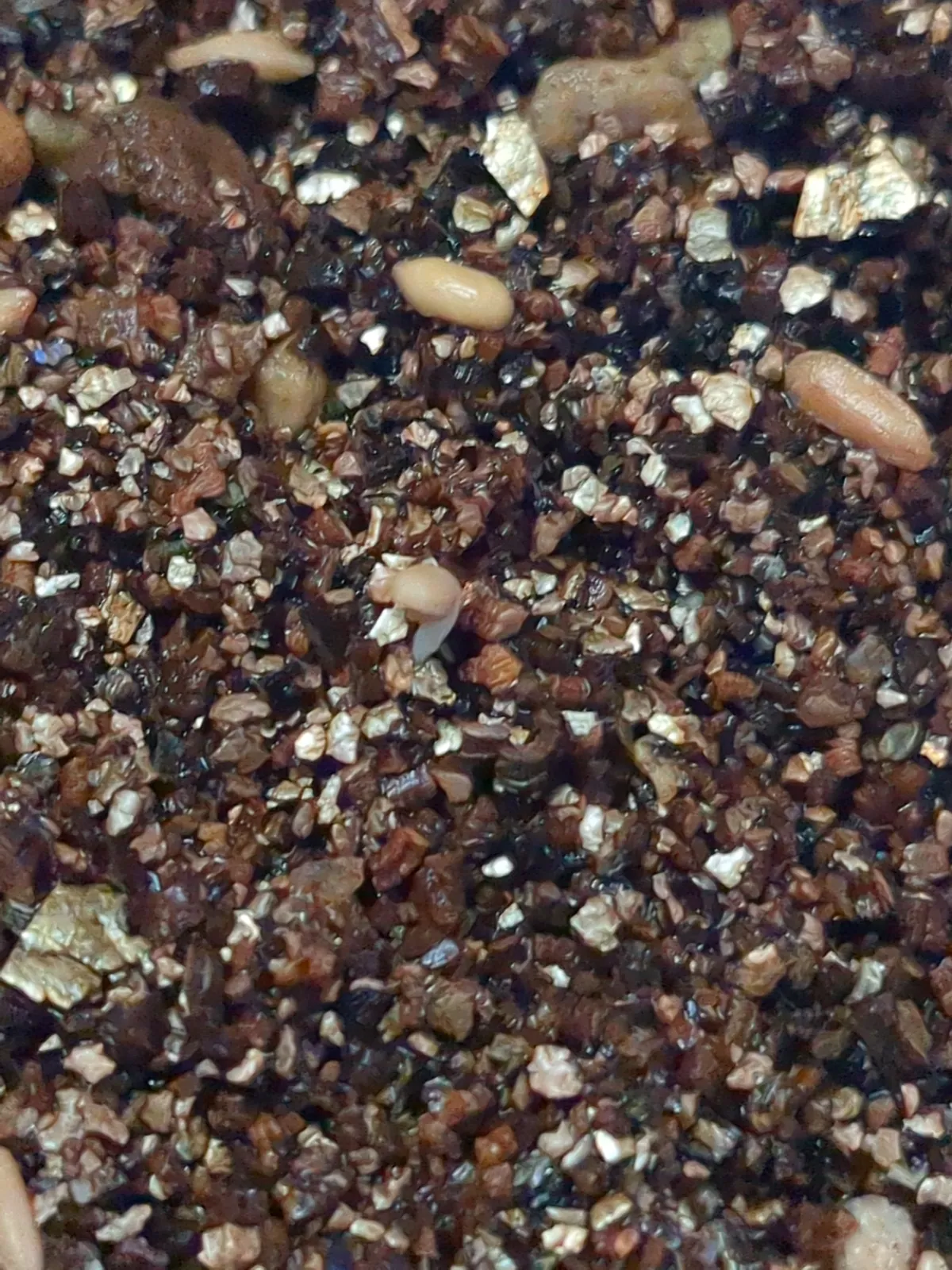 Pachypodium enigmaticum (パキポディウム エニグマチカム)