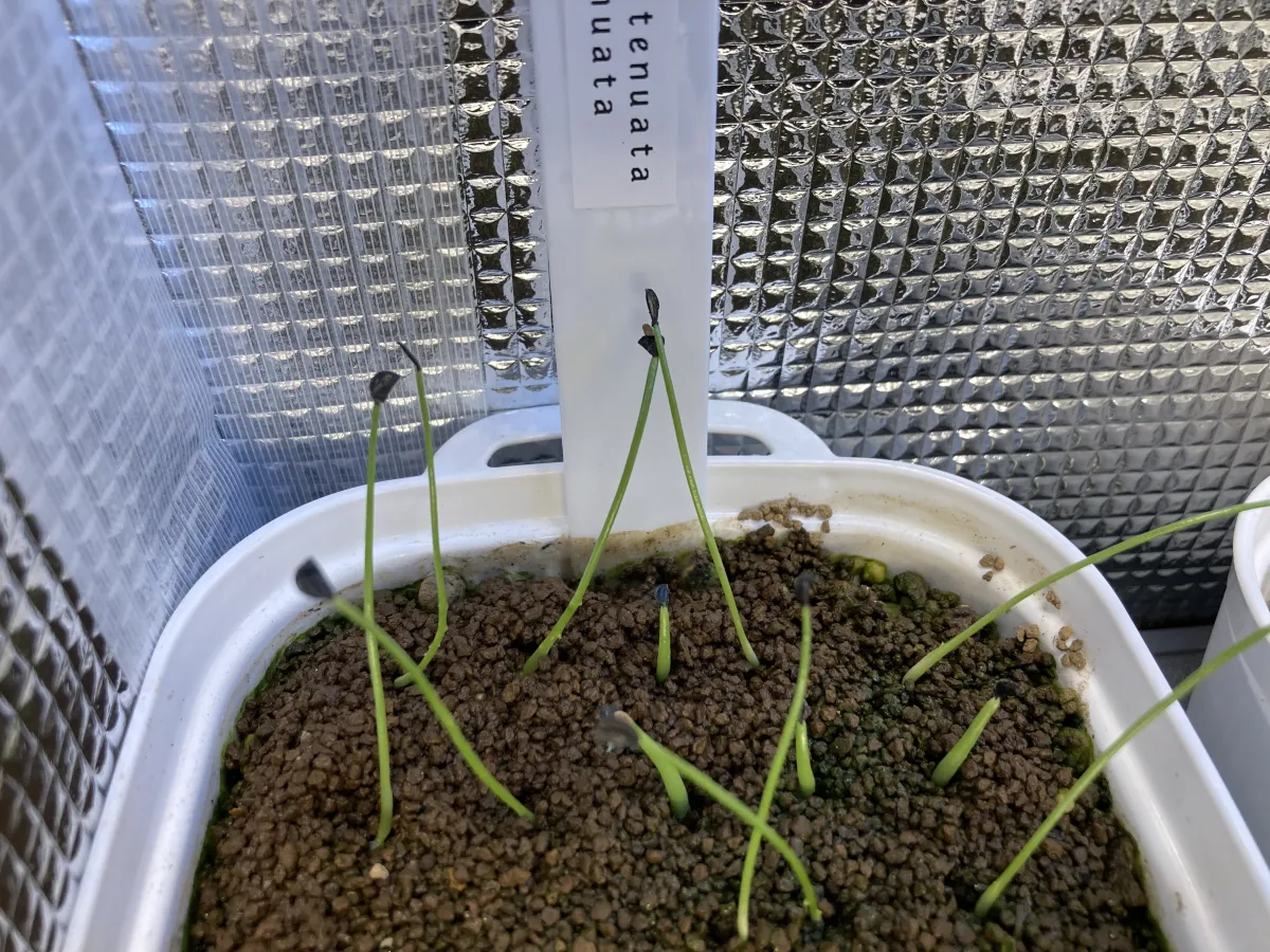 Agave attenuata (アガベ アテナータ 初緑)