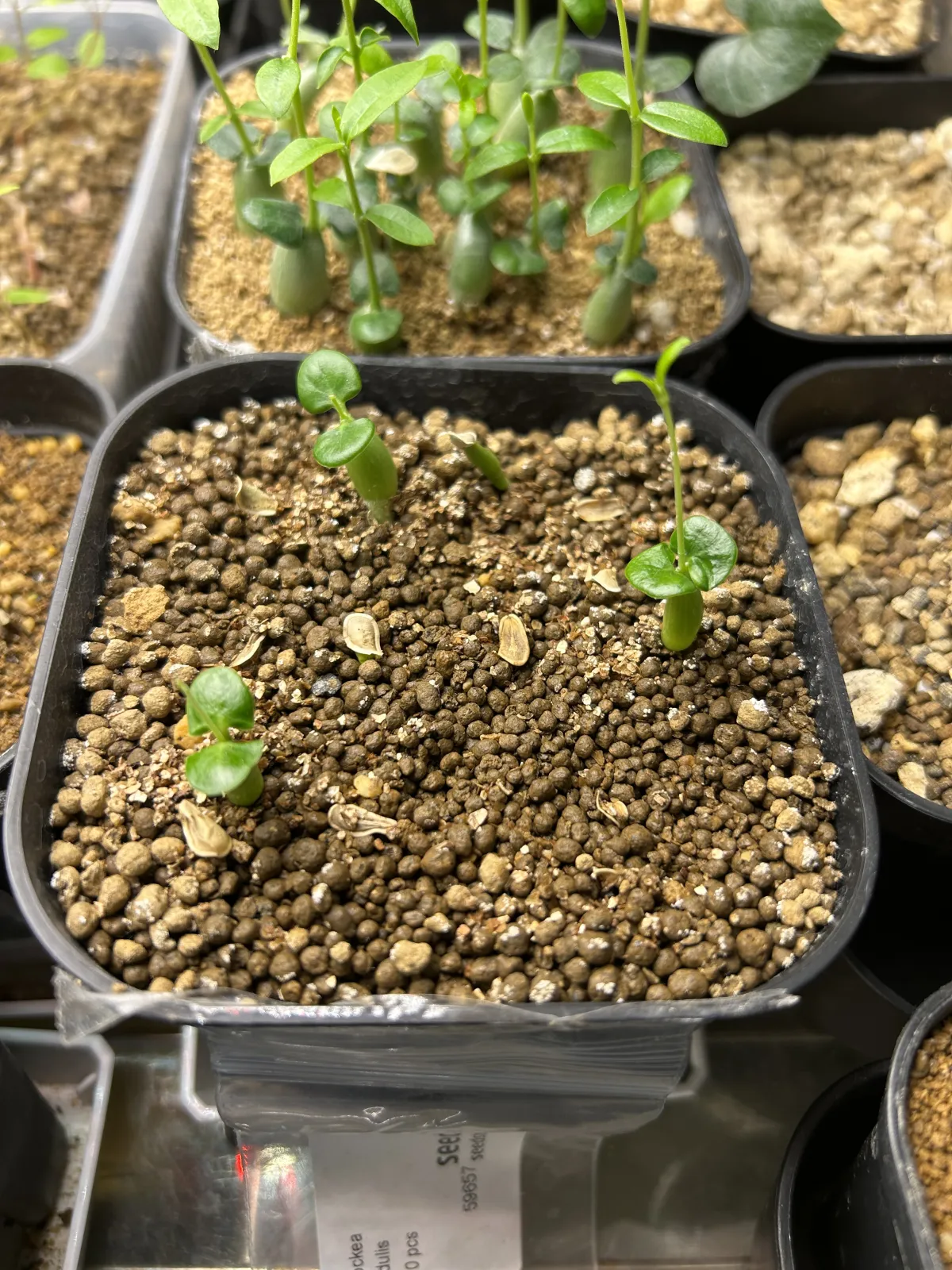 Fockea edulis (フォッケア 火星人)