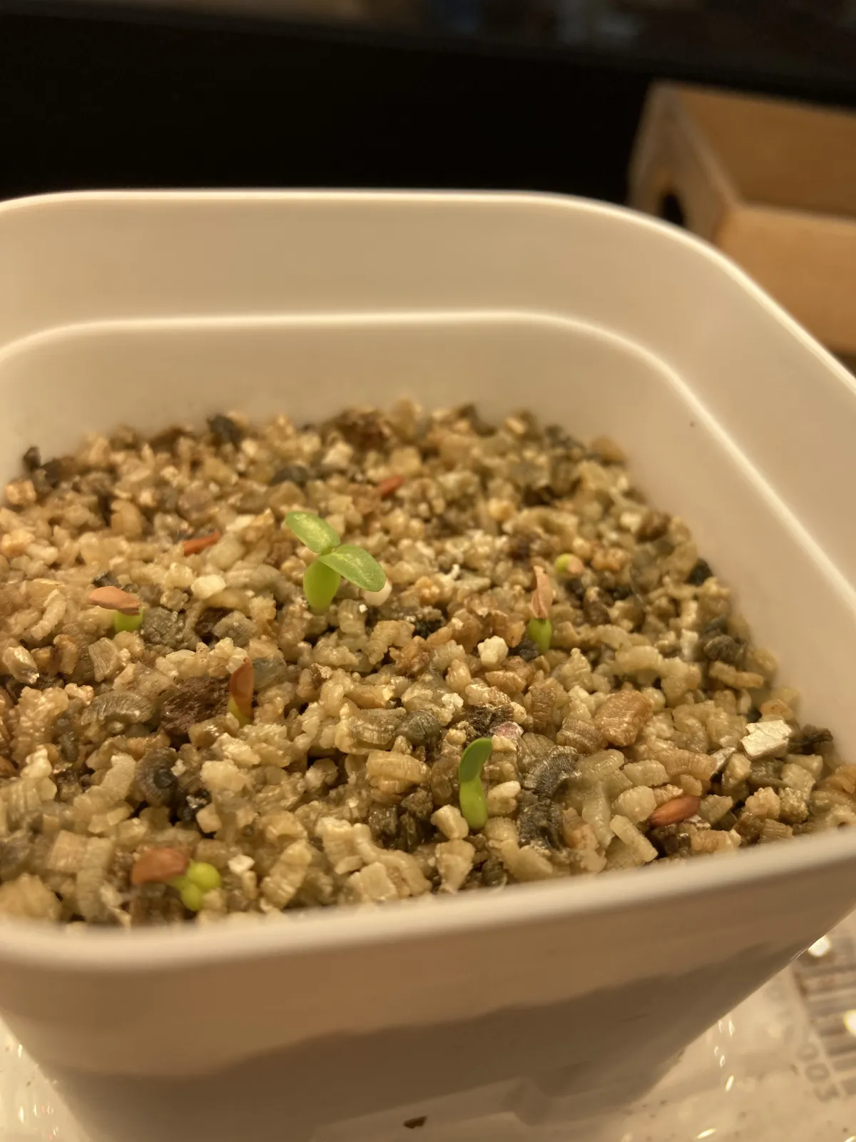 Pachypodium brevicaule subsp. leucoxanthum (パキポディウム レウコキサンツム)