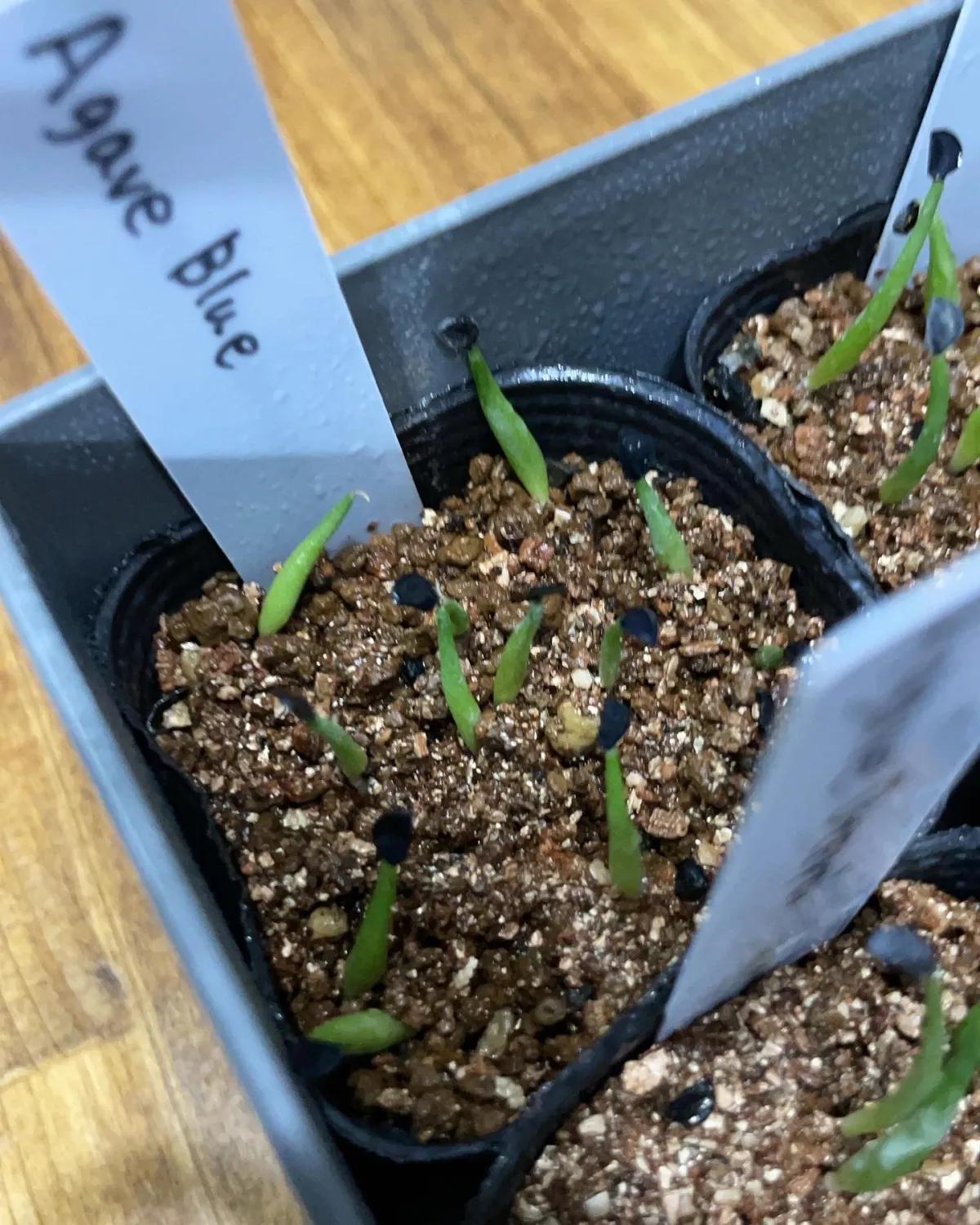 Agave titanota 'Blue' (アガベ チタノタブルー)