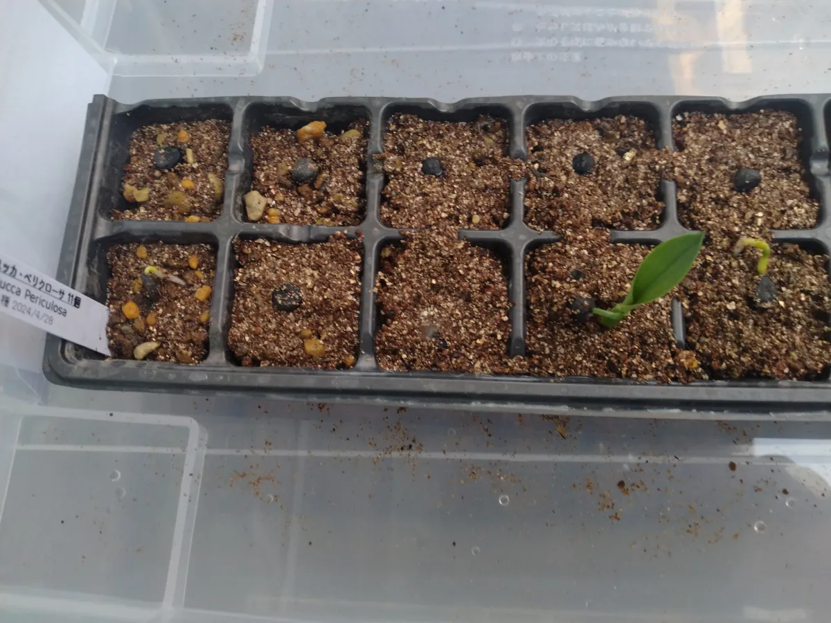 Yucca periculosa (ユッカ ペリクローサ)