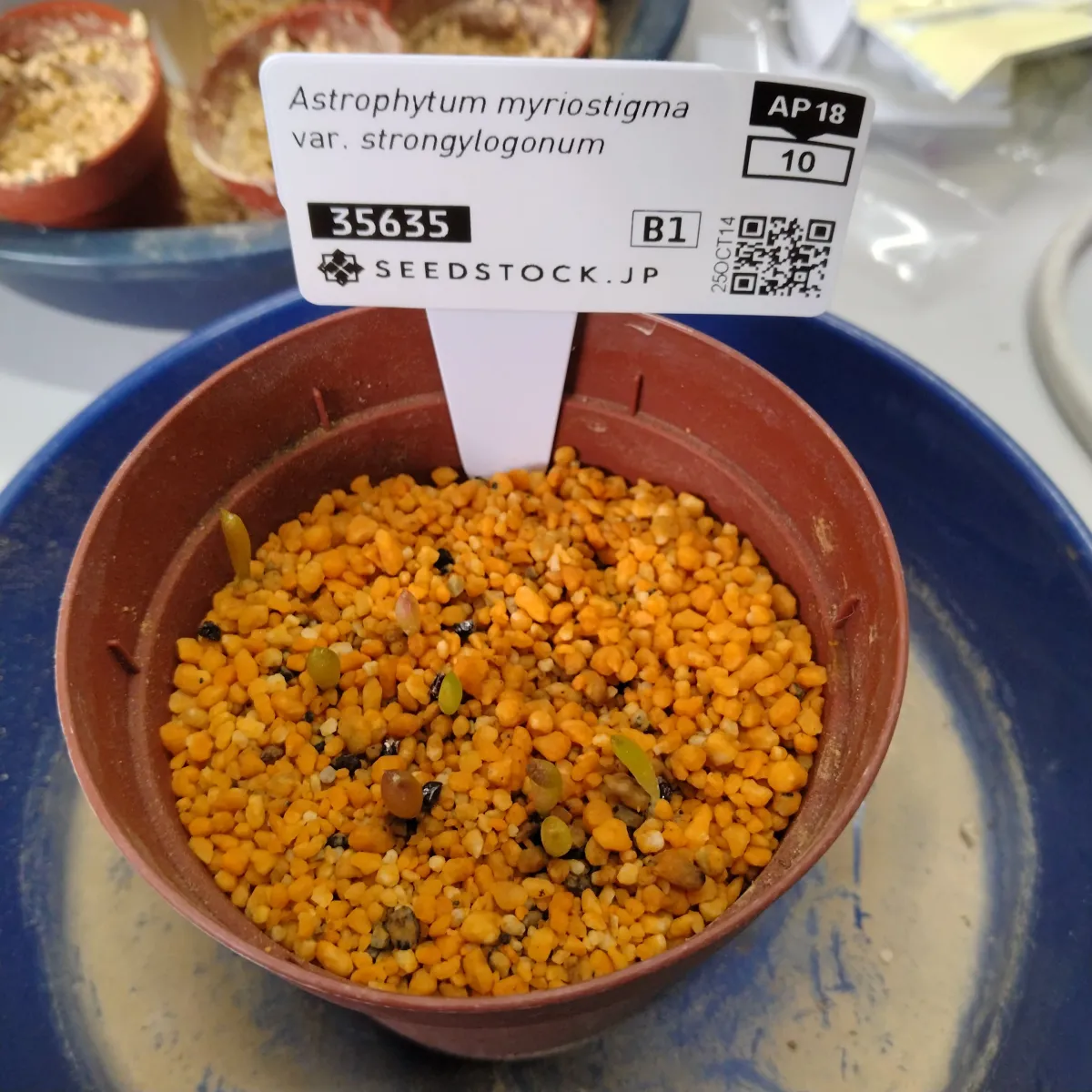 Astrophytum myriostigma var. strongylogonum (アストロフィツム ストロンギロゴナム)