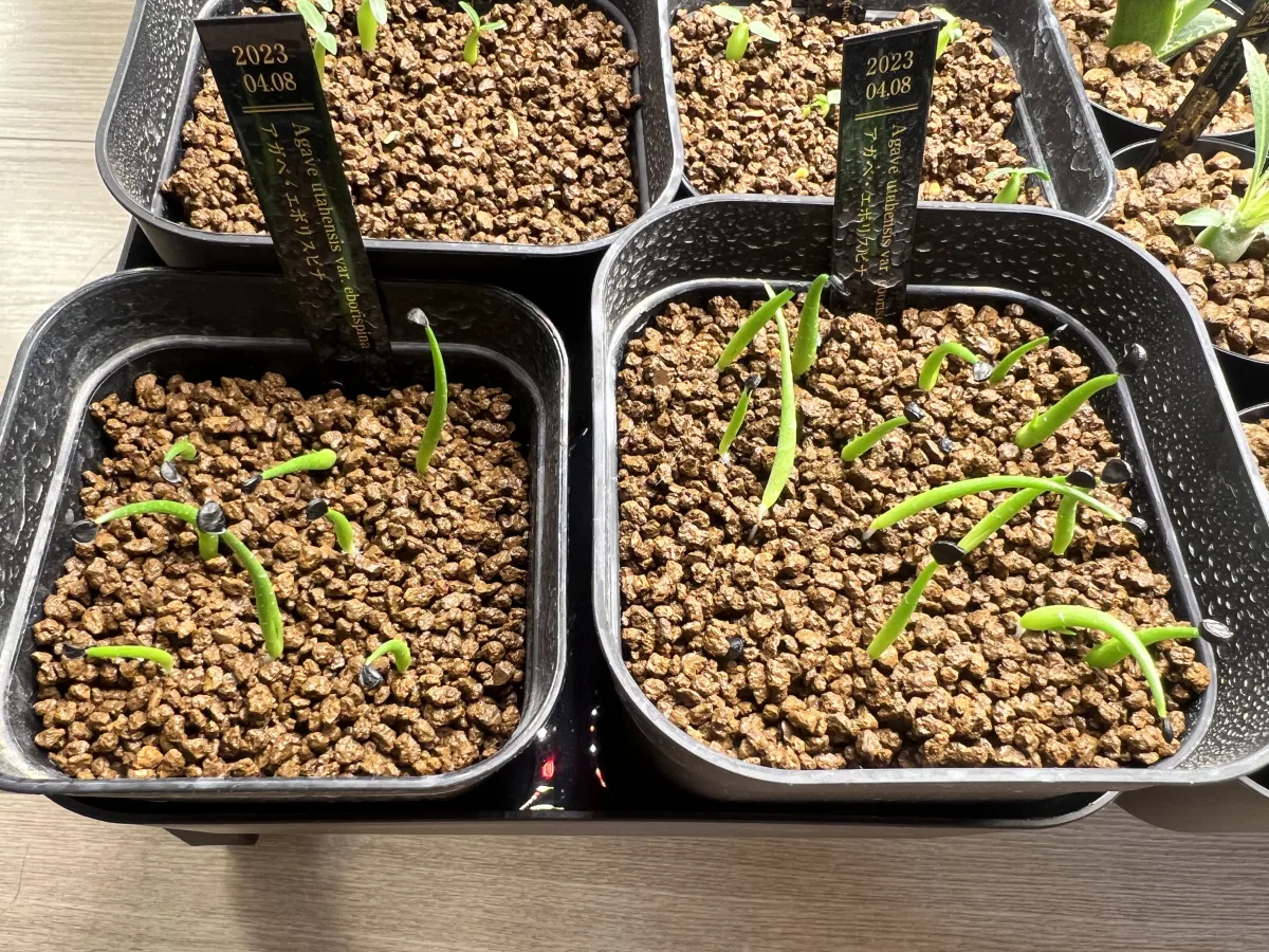 Agave utahensis var. eborispina (アガベ エボリスピナ)