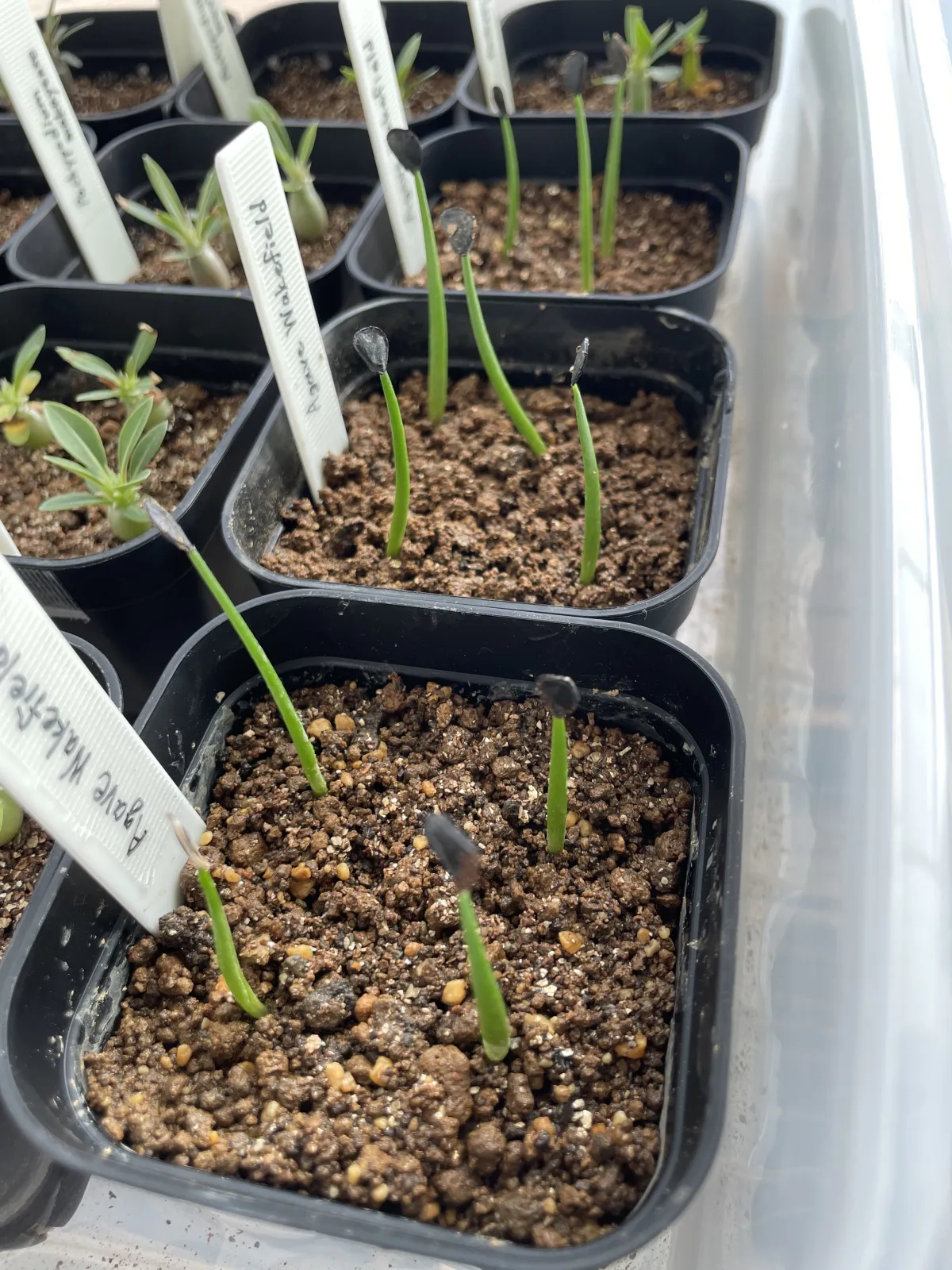 Agave parryi var. huachucensis 'Wakefield' (アガベ パリー ウェイクフィールド)