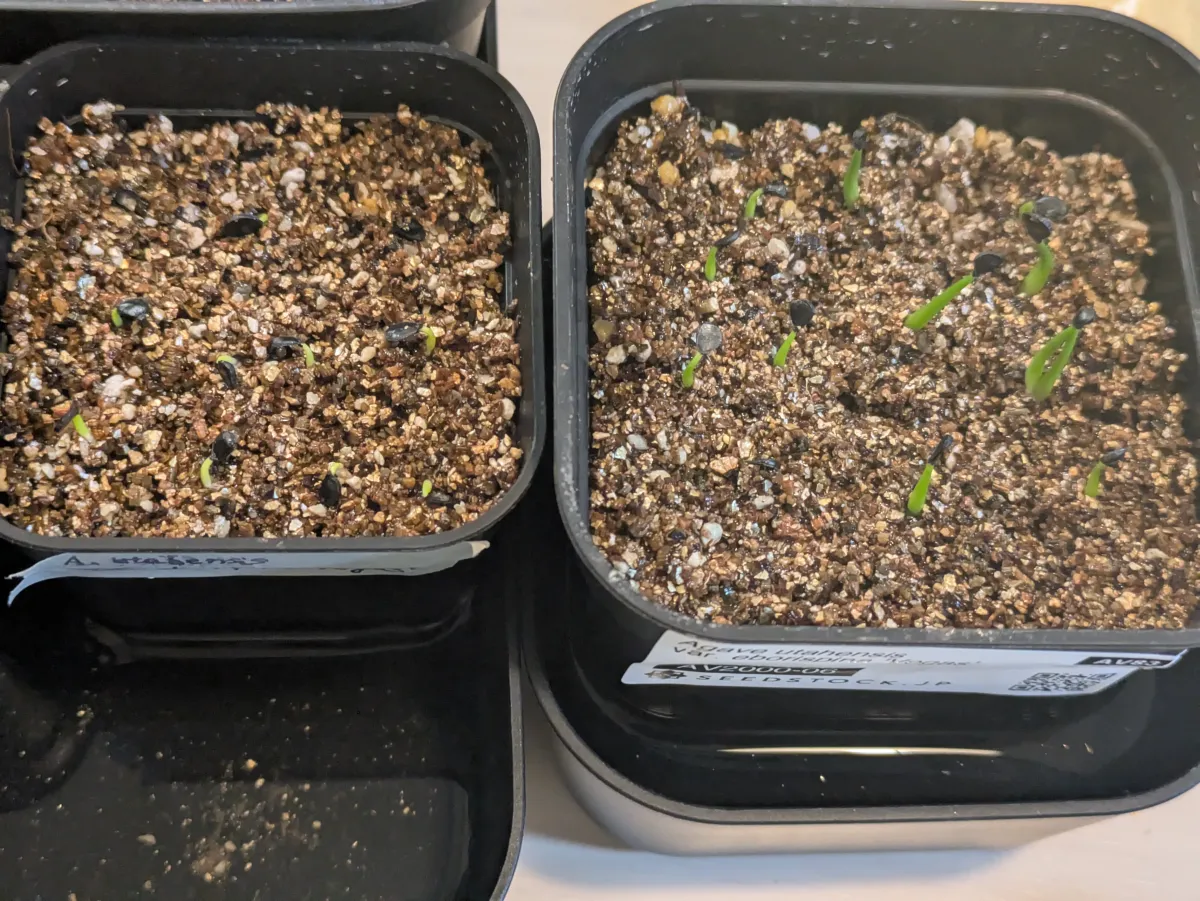 Agave utahensis var. eborispina 'Vegas' (アガベ エボリスピナ ヴェガス)