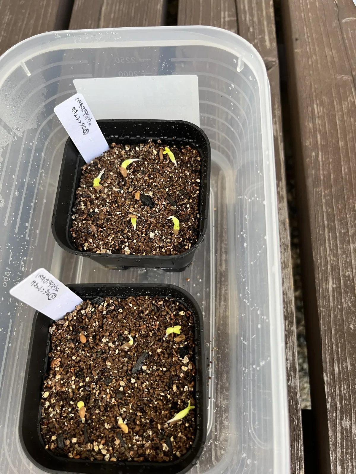 Pachypodium succulentum (パキポディウム サキュレンタム 天馬空)