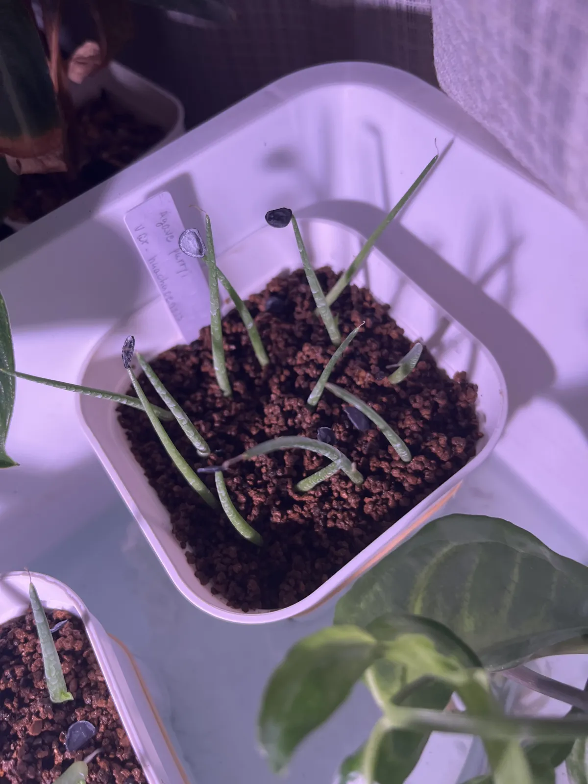 Agave parryi var. huachucensis (アガベ フアチュセンシス)