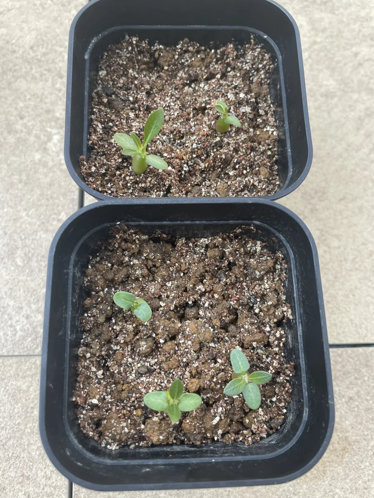 Pachypodium densiflorum var. brevicalyx (パキポディウム ブレビカリックス)