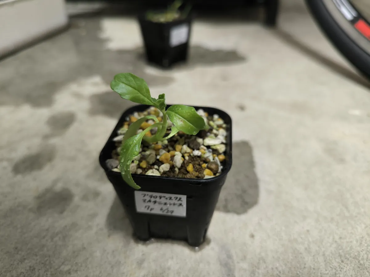 Pterodiscus makatiniensis (プテロディスクス マカチニエンシス)