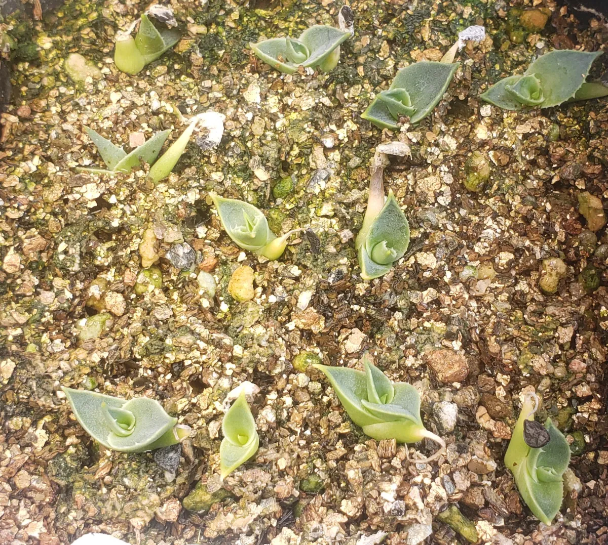 Agave utahensis var. eborispina 'Hayford' (アガベ エボリスピナ ヘイフォード)