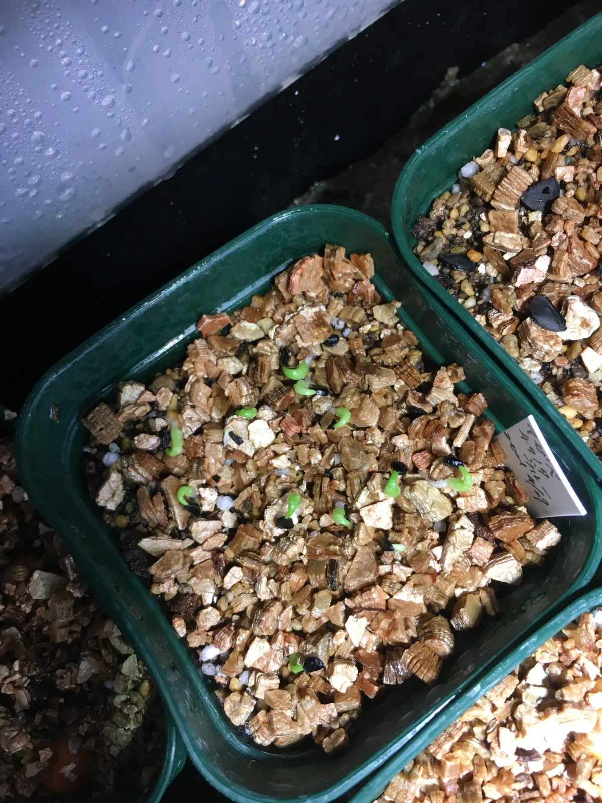 Agave titanota 'Blue' (アガベ チタノタブルー)