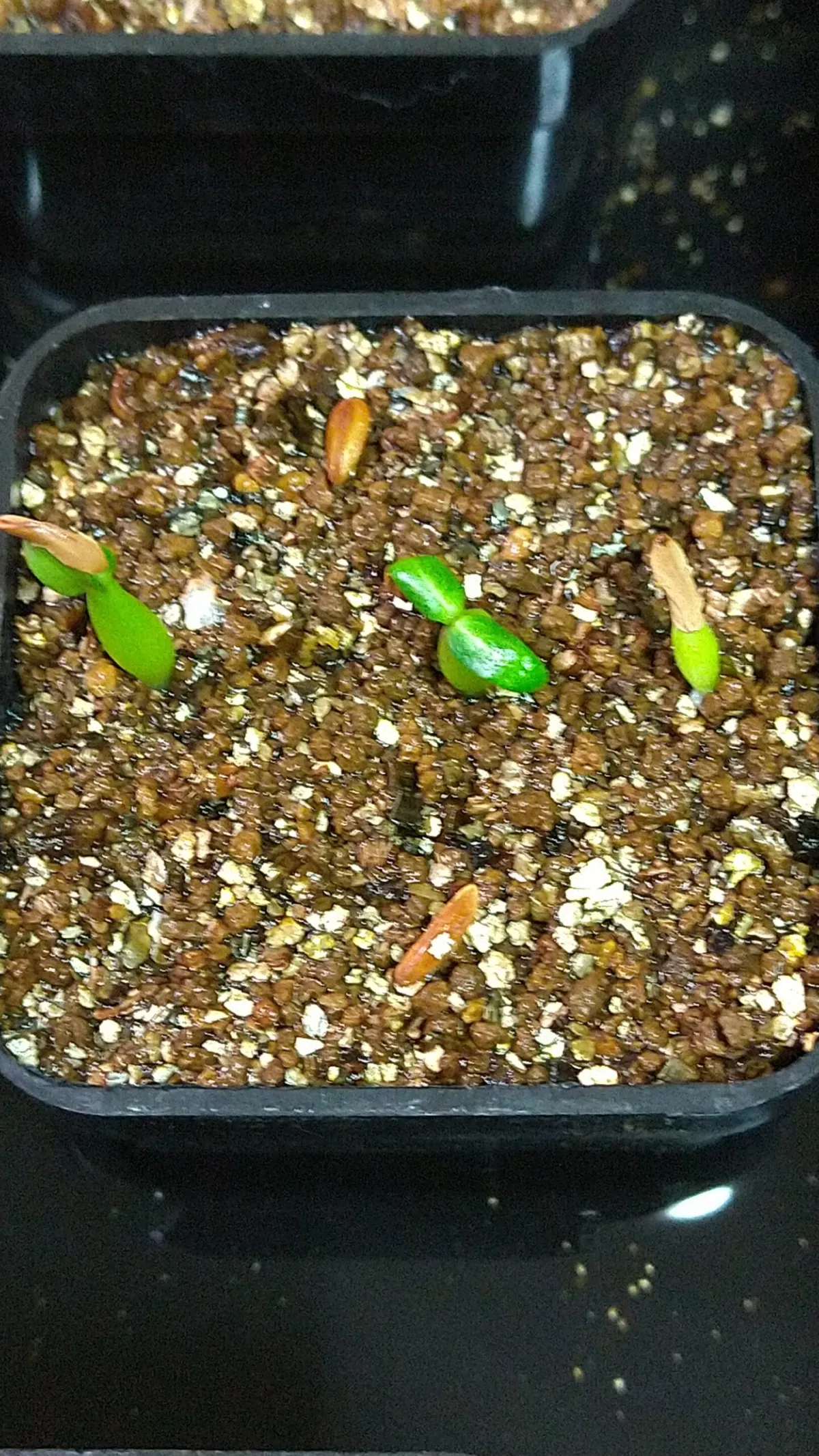 Pachypodium rosulatum ssp. cactipes (パキポディウム カクチペス)