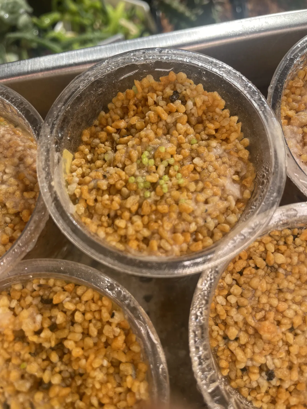 Conophytum burgeri (コノフィツム ブルゲリ)