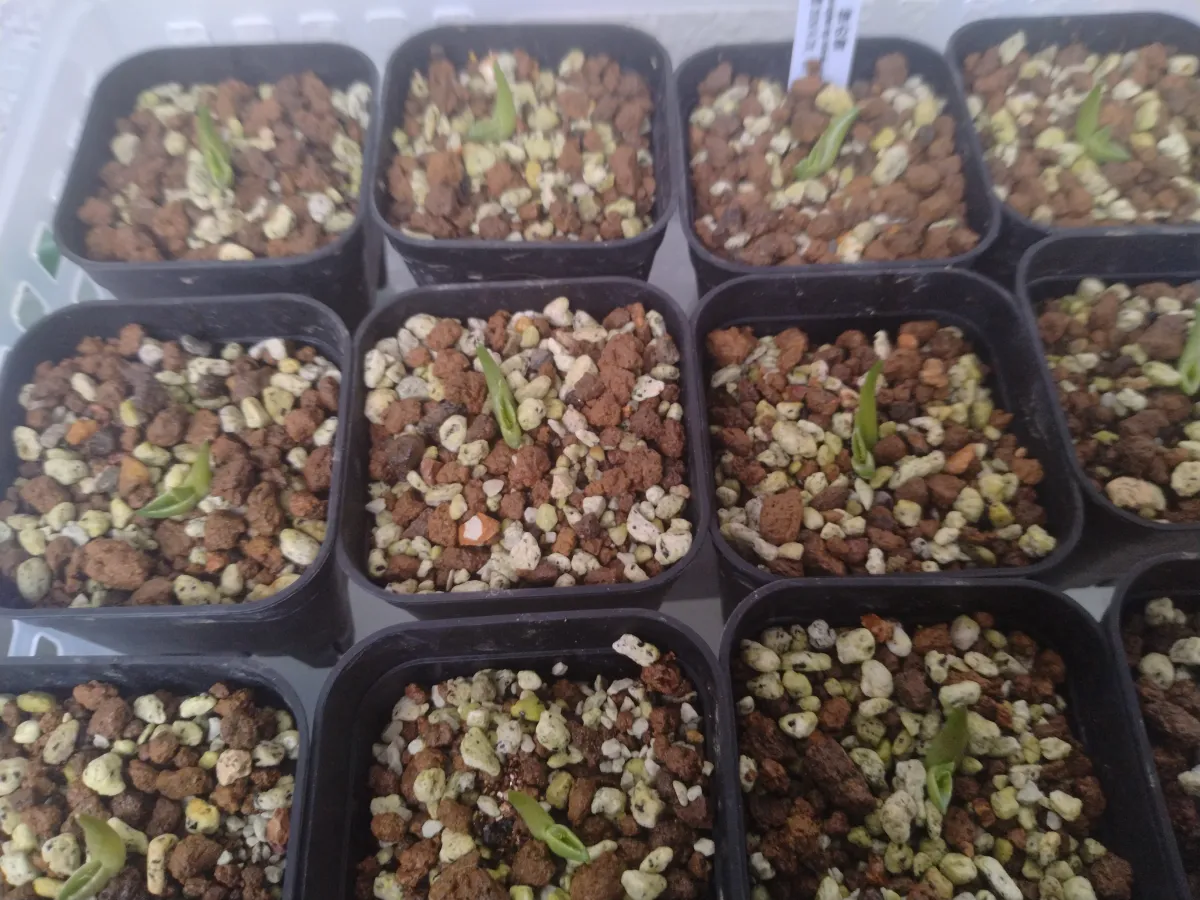 Agave victoriae-reginae (アガベ ビクトリアレジーナエ 笹の雪)