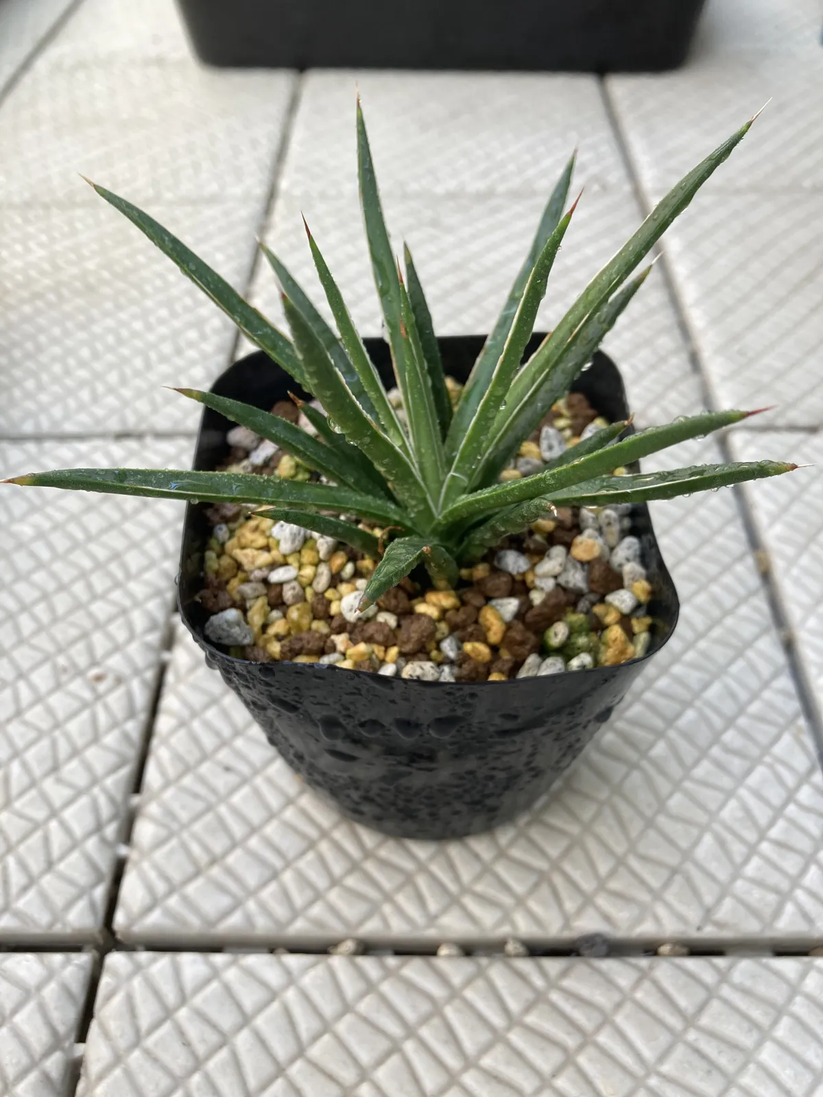 Agave geminiflora (アガベ ジェミニフローラ)