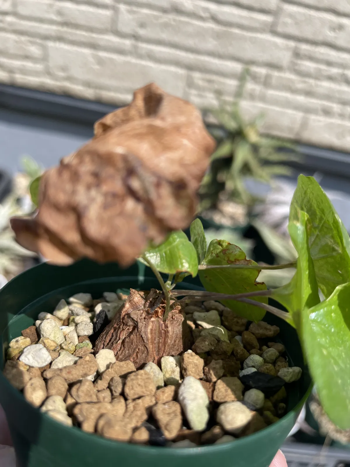 Dioscorea elephantipes (ディオスコレア エレファンティペス2023F)