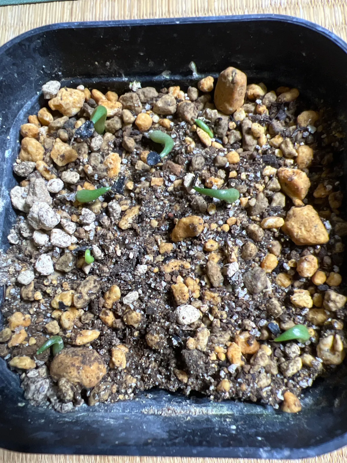 Agave xylonacantha (アガベ キシロナカンサ)