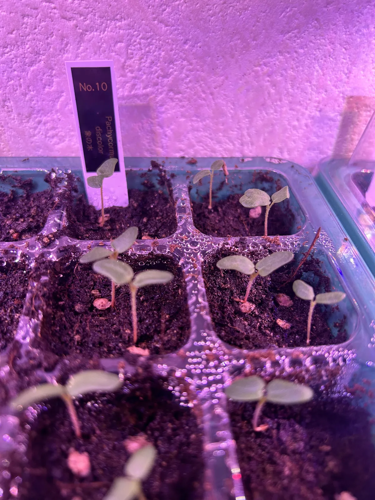 Pachycormus discolor (パキコルムス ディスカラー)