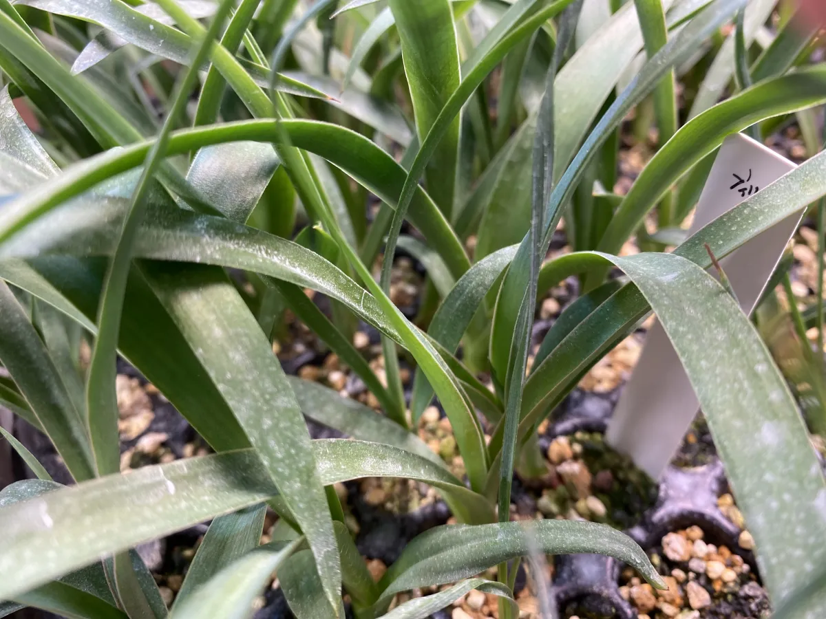 Yucca filifera (ユッカ フィリフェラ)