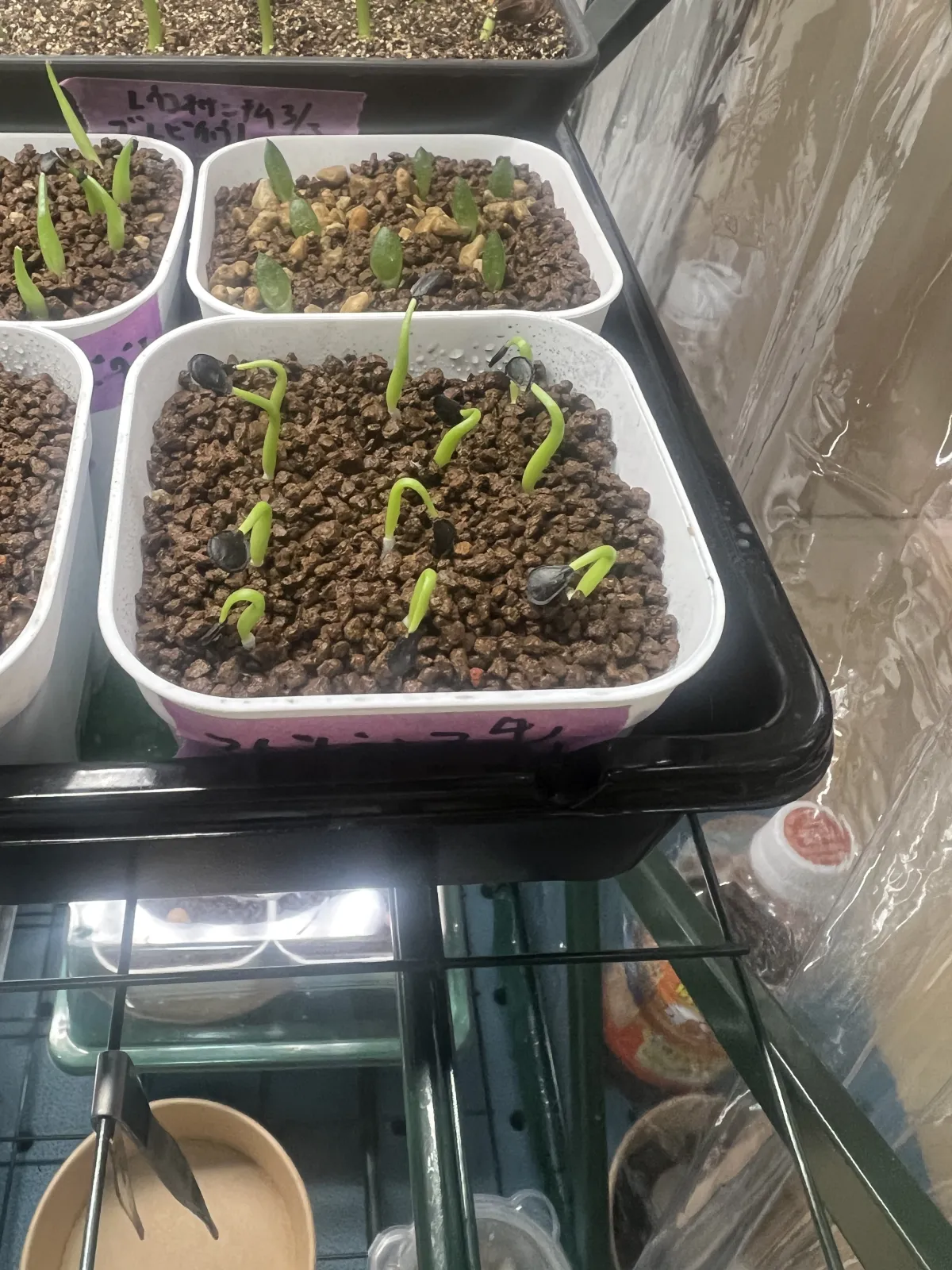 Agave asperrima subsp. maderensis (アガベ アスペリーマ マデレンシス)