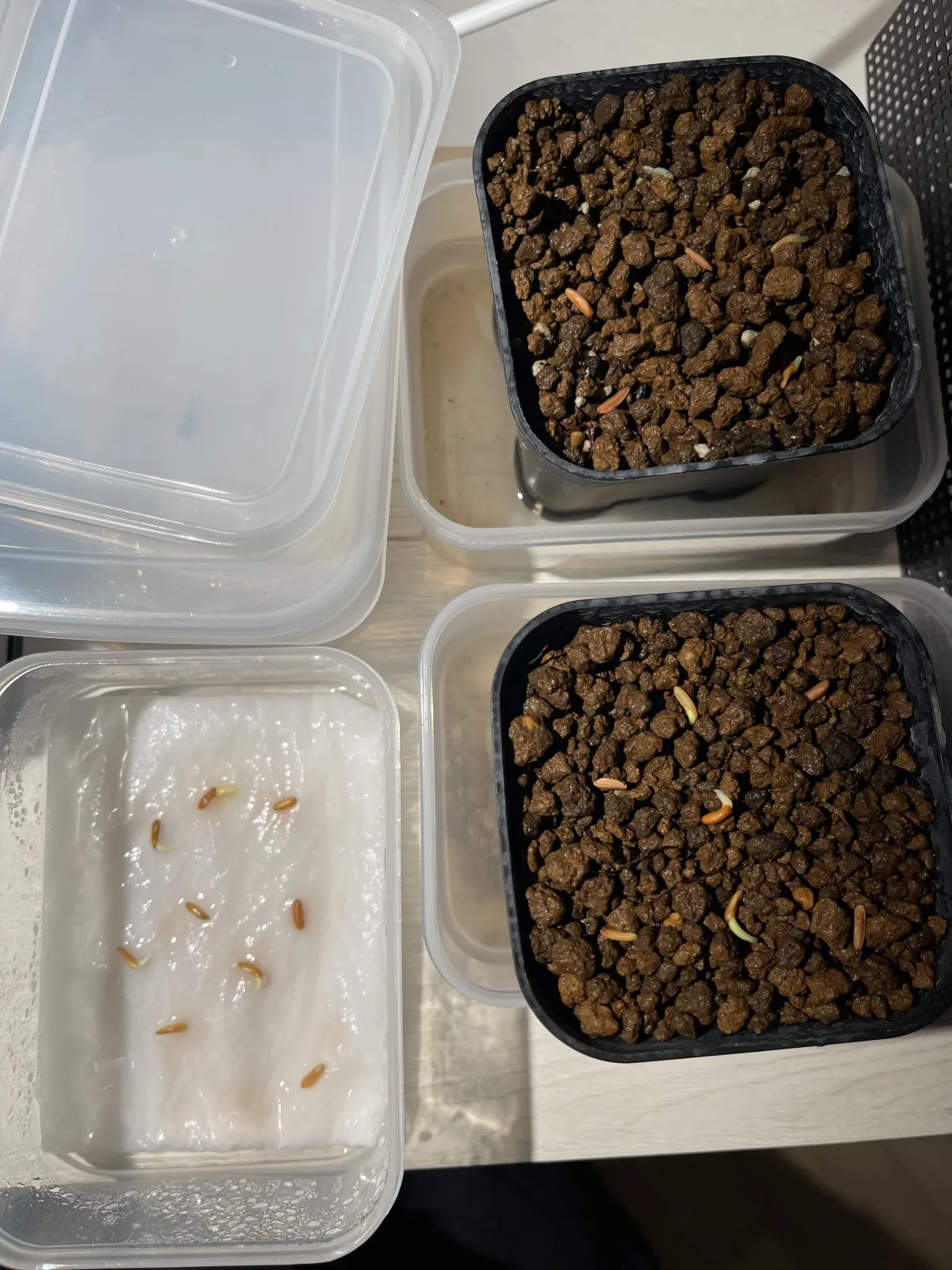 Pachypodium rosulatum var. gracilius (パキポディウム グラキリス)