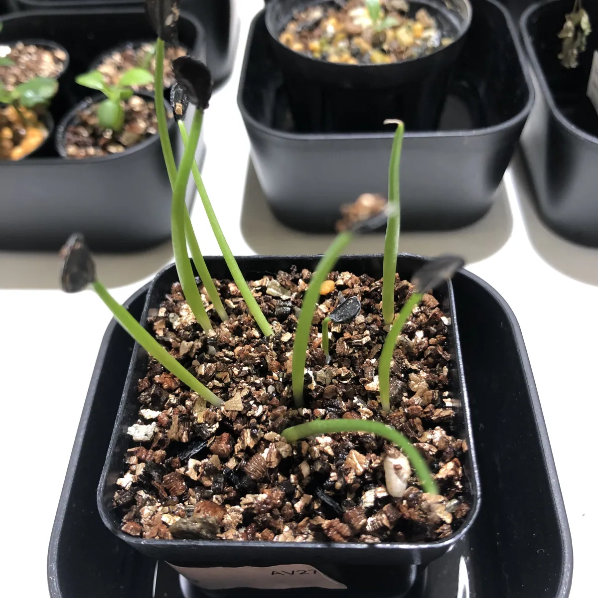 Agave parryi var. truncata (アガベ パリー トランカータ)